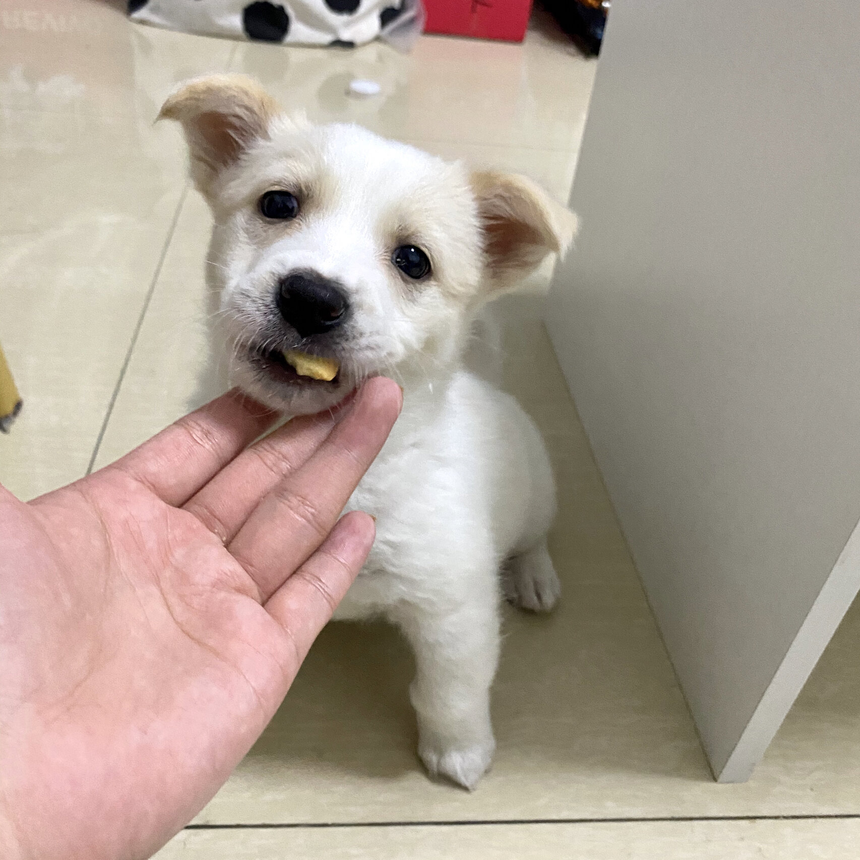 但这还是人生第一次养狗 因为在夜市买的 50天的小拉布拉多串串 刚接