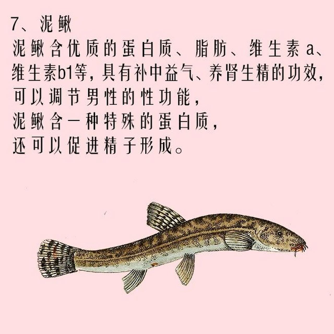 991,淡菜 淡菜富含丰富的蛋白质,b族维生素,锌,铁,钙,磷等微量元素