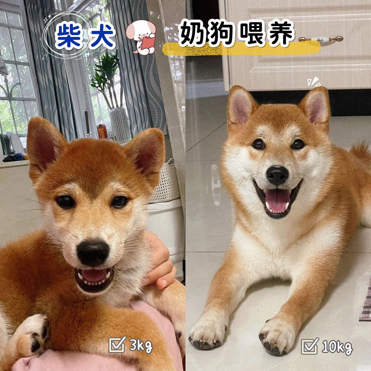 其实柴犬发腮和基因有很大关系,但是也离不开主人后天的喂养.