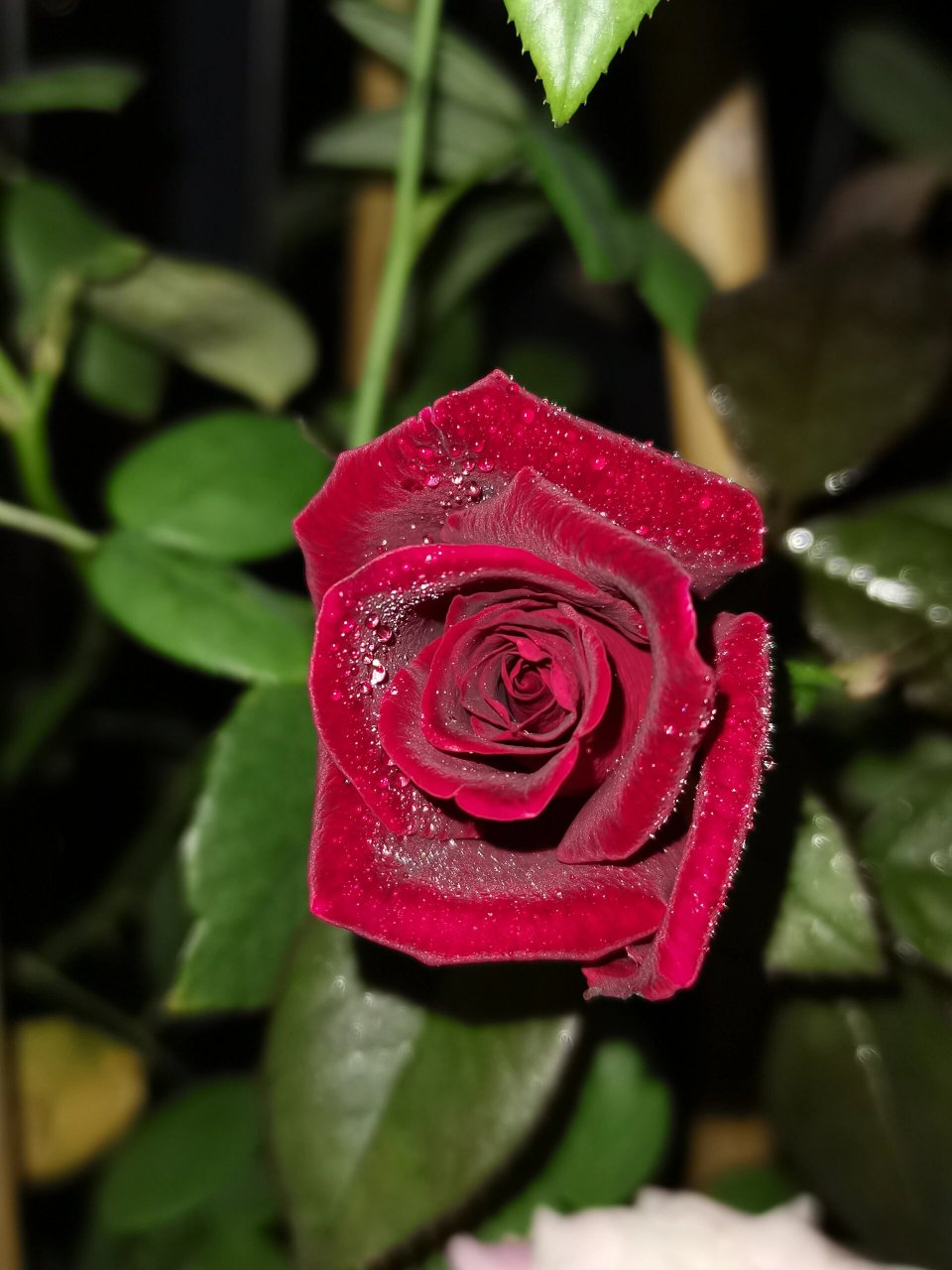 月季骇客 高贵的样子