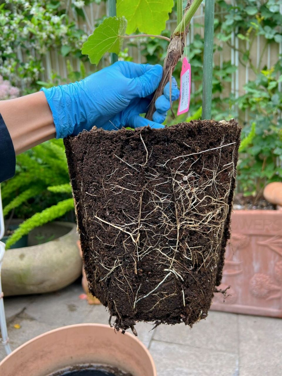 又一次种葡萄,这次盆栽"寒香蜜"!