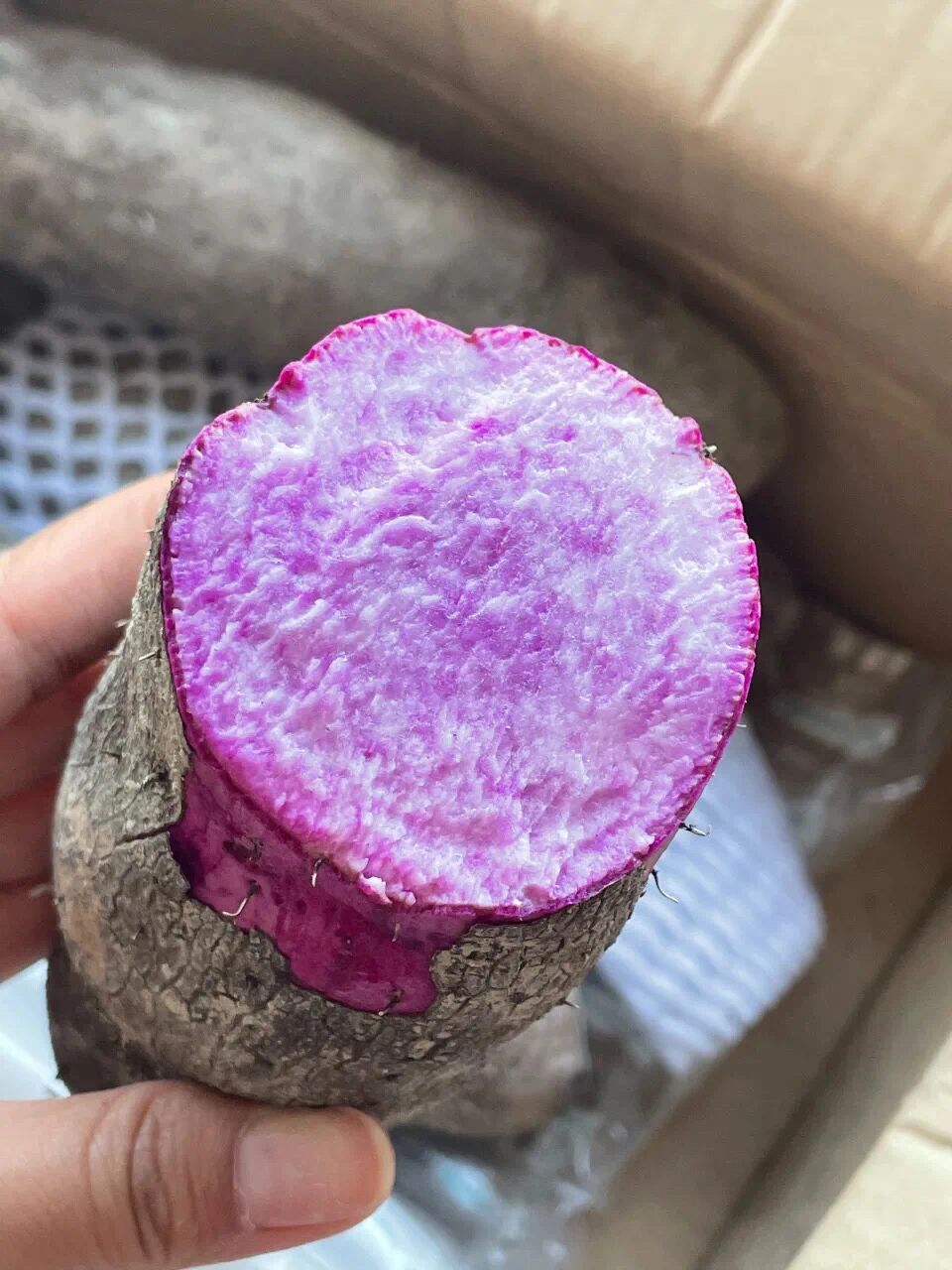 多食生津益肺 补脾养胃——紫色山药 紫山药也被称为 紫人参,是一种药