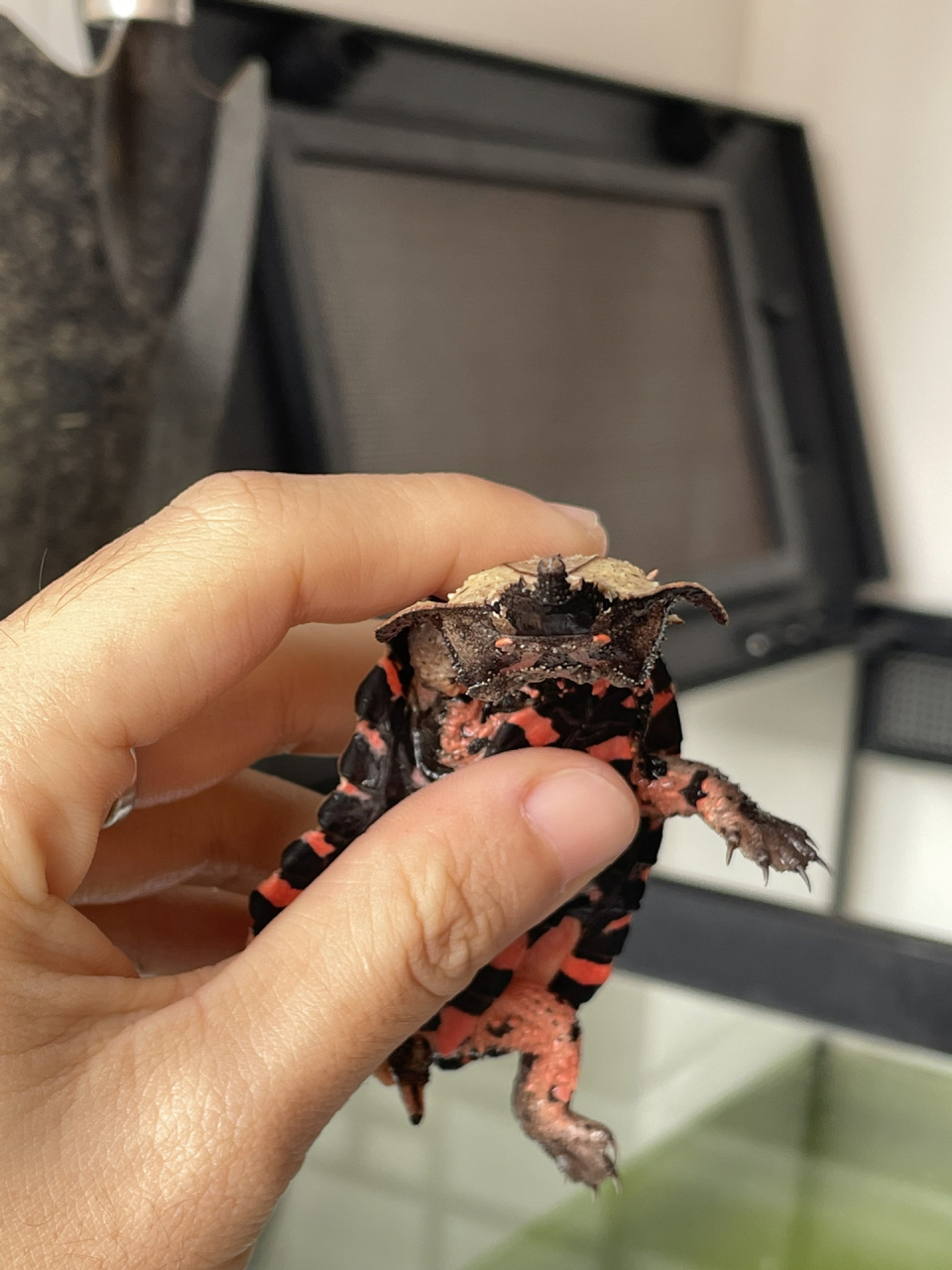 2023的第一只龟|黑玛塔龟 枯叶94   新年第一天就到家啦!