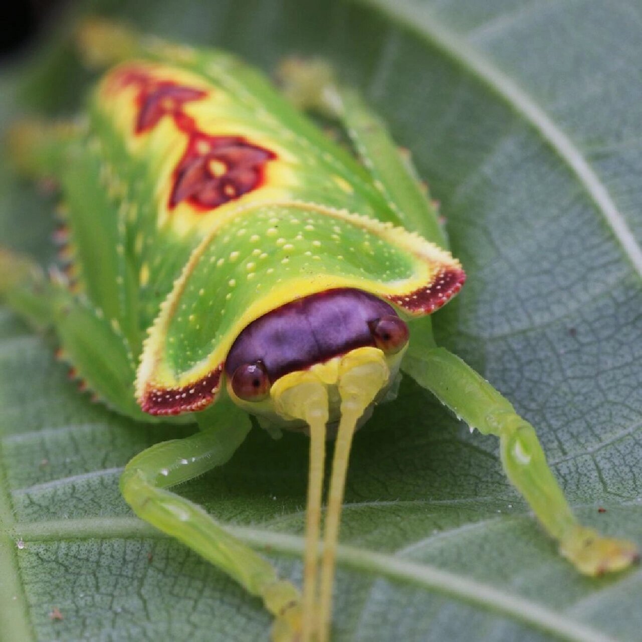 国内鸣虫之最——巨拟叶螽 巨拟叶螽(pseudophyllus titan white)