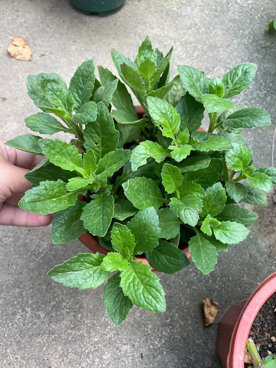 片仔癀草 片仔癀草具有清热,解毒,利湿的功效.