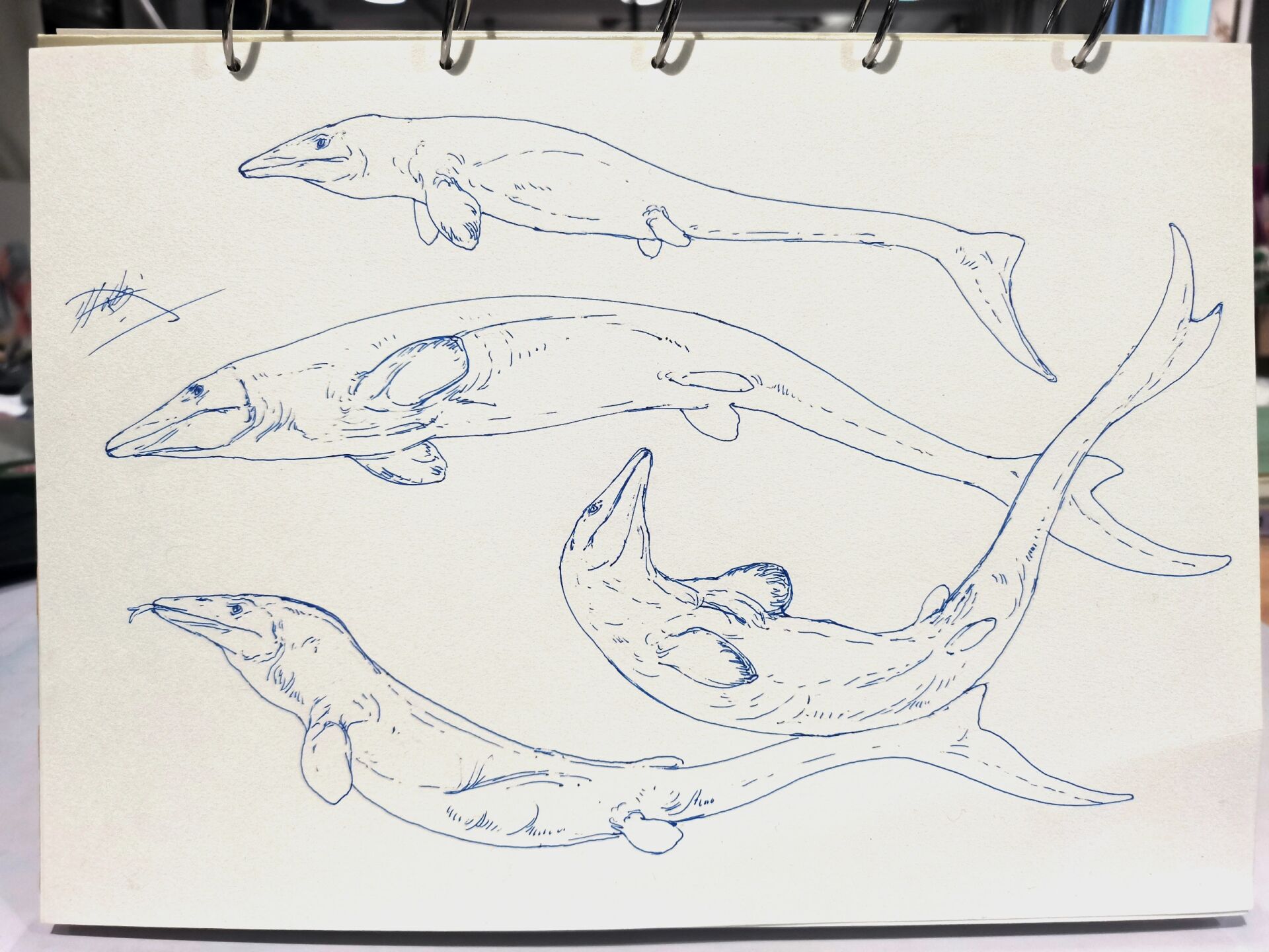 海王龙速写练习