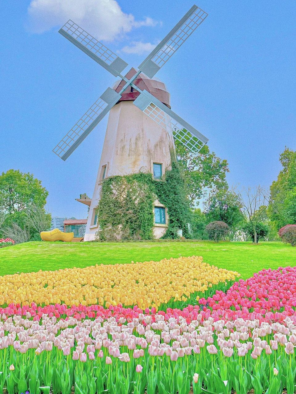 南京周边小众无人郁金香花海93真的好绝 郁金香已经盛开啦,南京周边