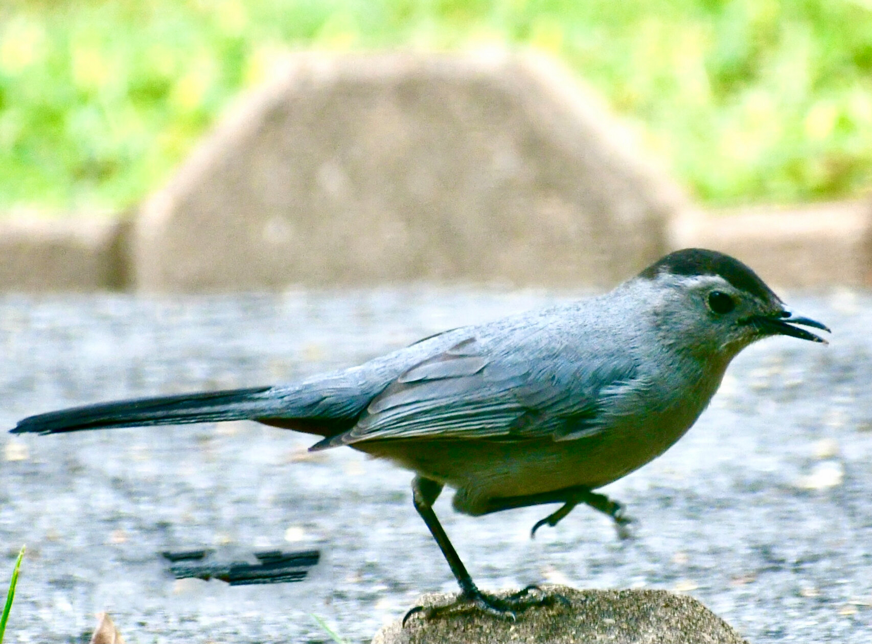灰猫嘲鸫(学名:dumetella carolinensis)为雀形目嘲鸫科下的一个鸟种