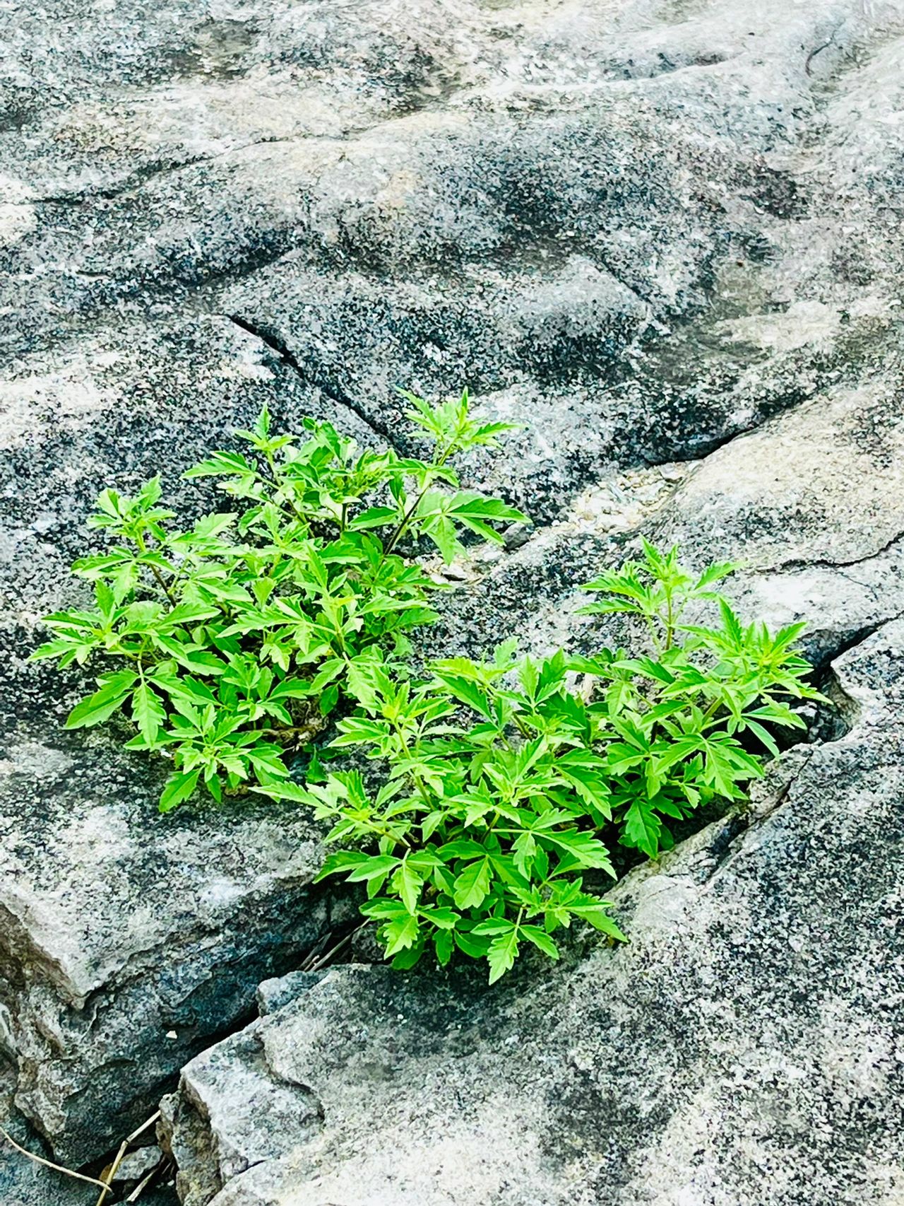 长在石头里的植物