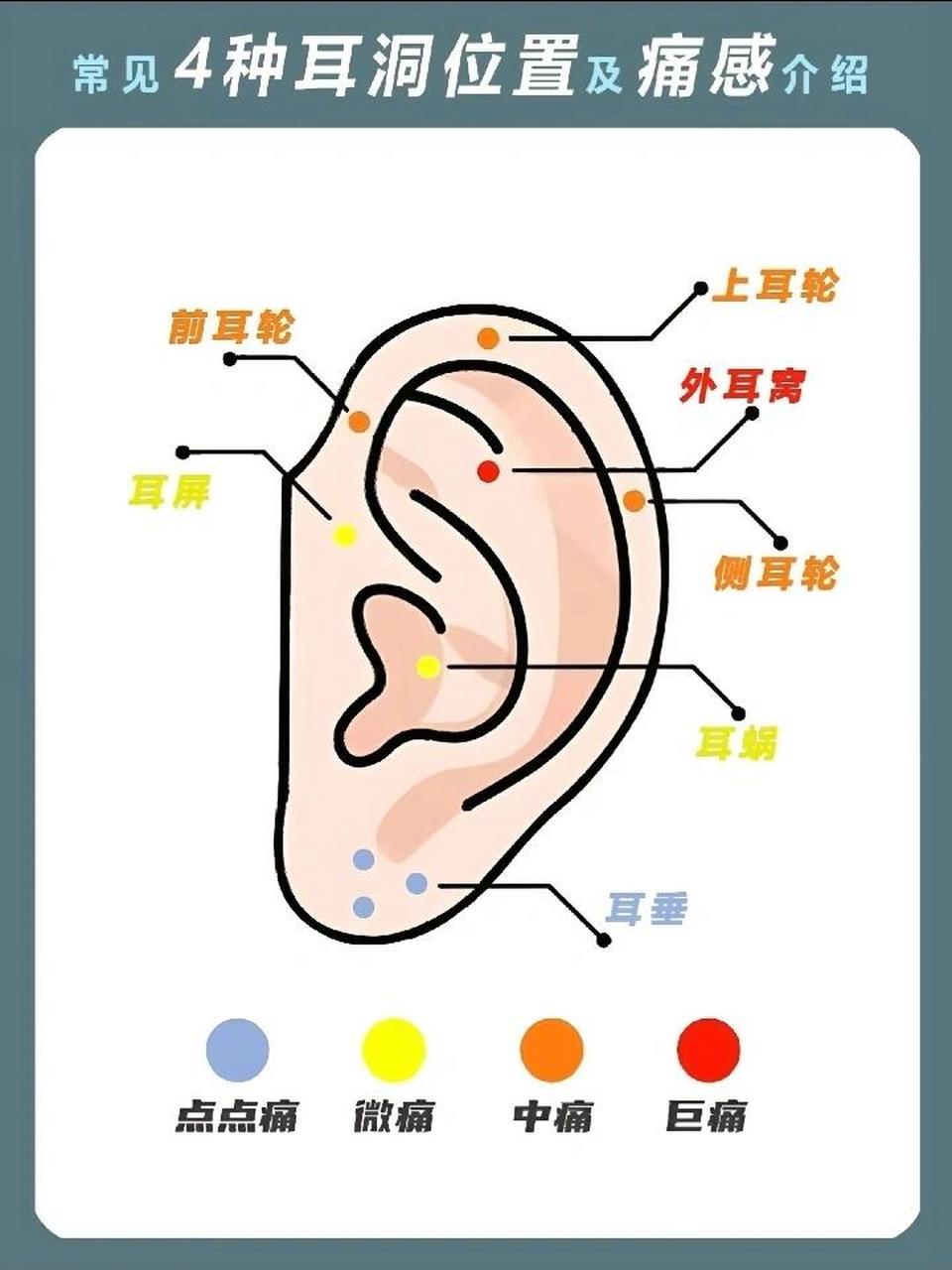 耳垂和耳珠图解图片