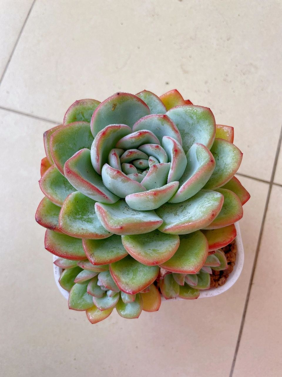 78每天认识一款多肉97—— | 泡芙/轰动 | 奶油泡芙,又叫轰动.