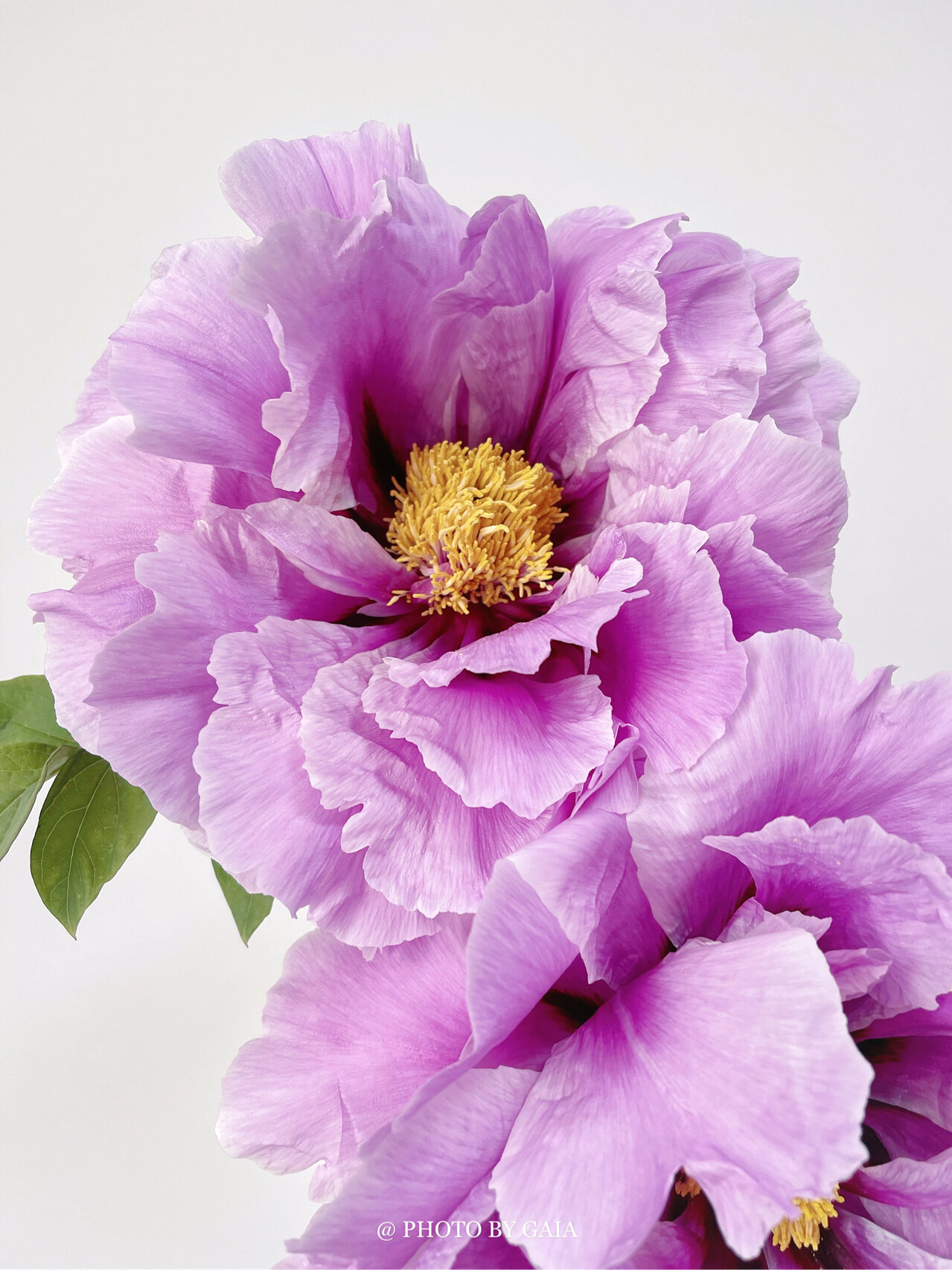 心中牡丹第一名—镰田锦 emmm…纠结了很久要不要发… 好害怕给你们