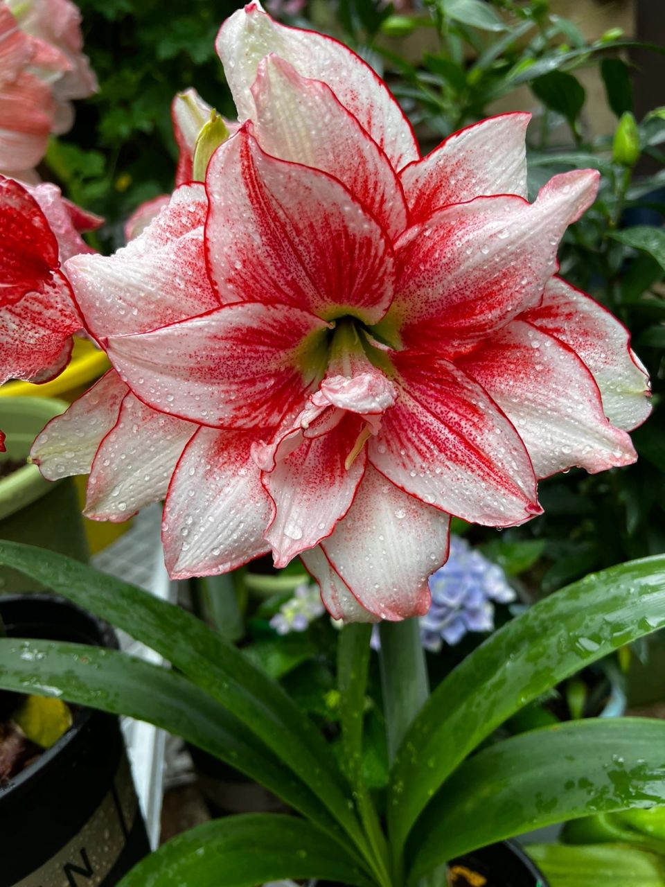 精灵朱顶红 我真的觉得精灵开品和鬼魅很像 只有我一个人这样觉得吗 !