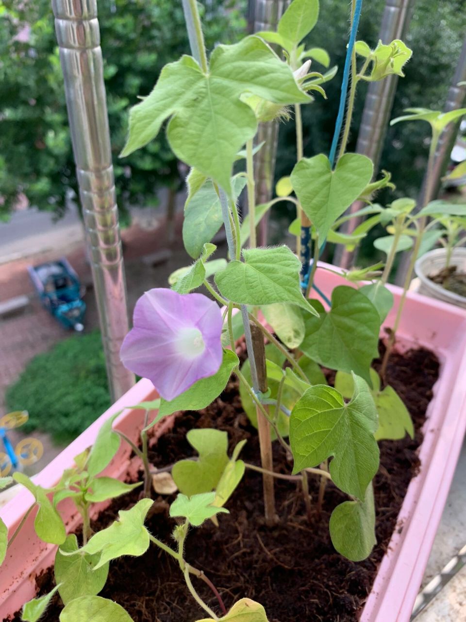 三升四啦 之前猿辅导寄来的种子 刚放假的时候种