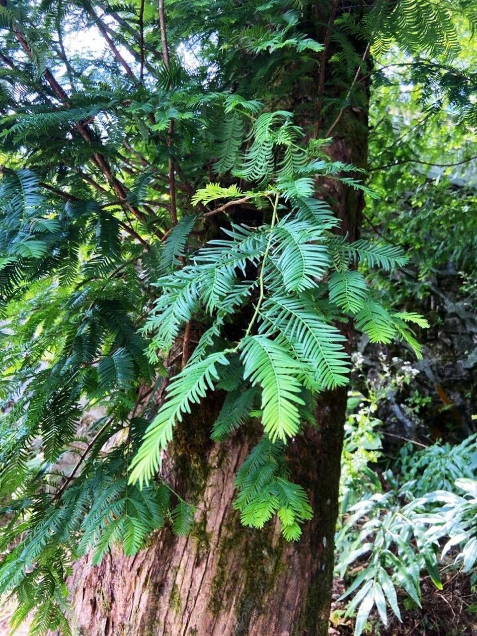白垩纪和新生代约有6-7种,过去认为早已绝灭,1941年中国植物学者在