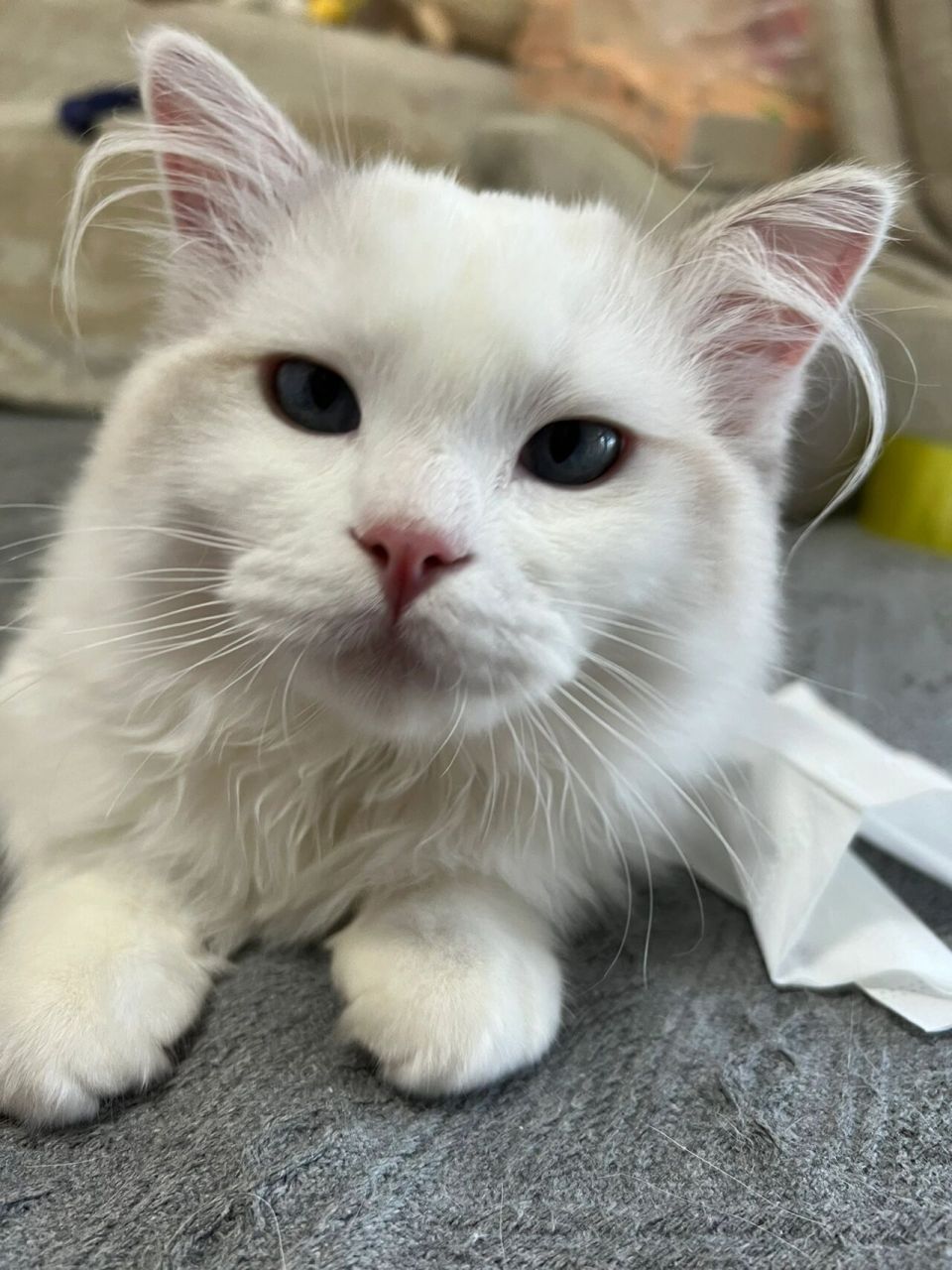 猫咪的长耳毛 不懂就问,猫咪耳朵的上的这两撮长毛是什么情况?