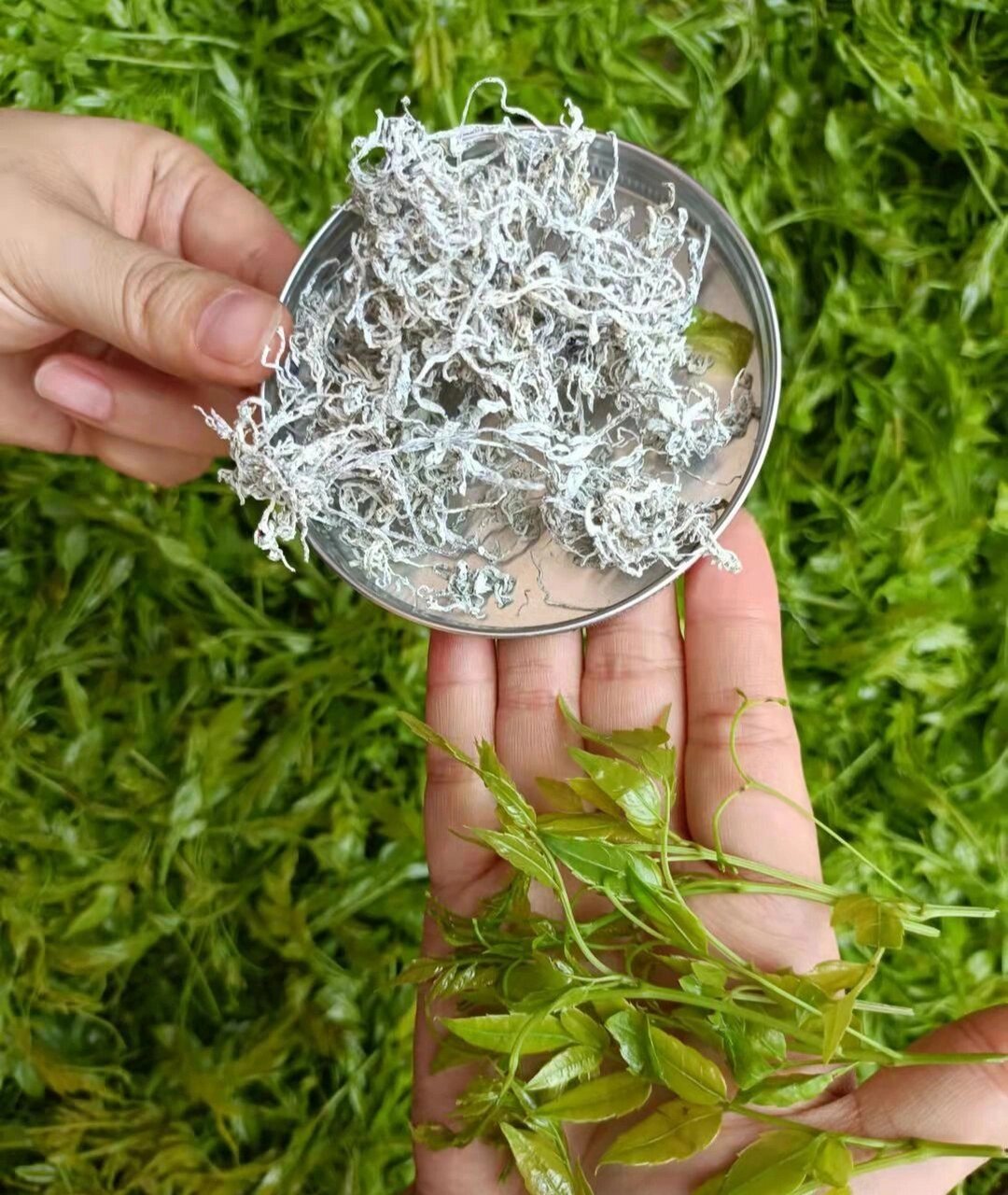 茅岩莓茶属落叶藤本植物, 正宗莓茶采摘为3-6厘米的藤头.