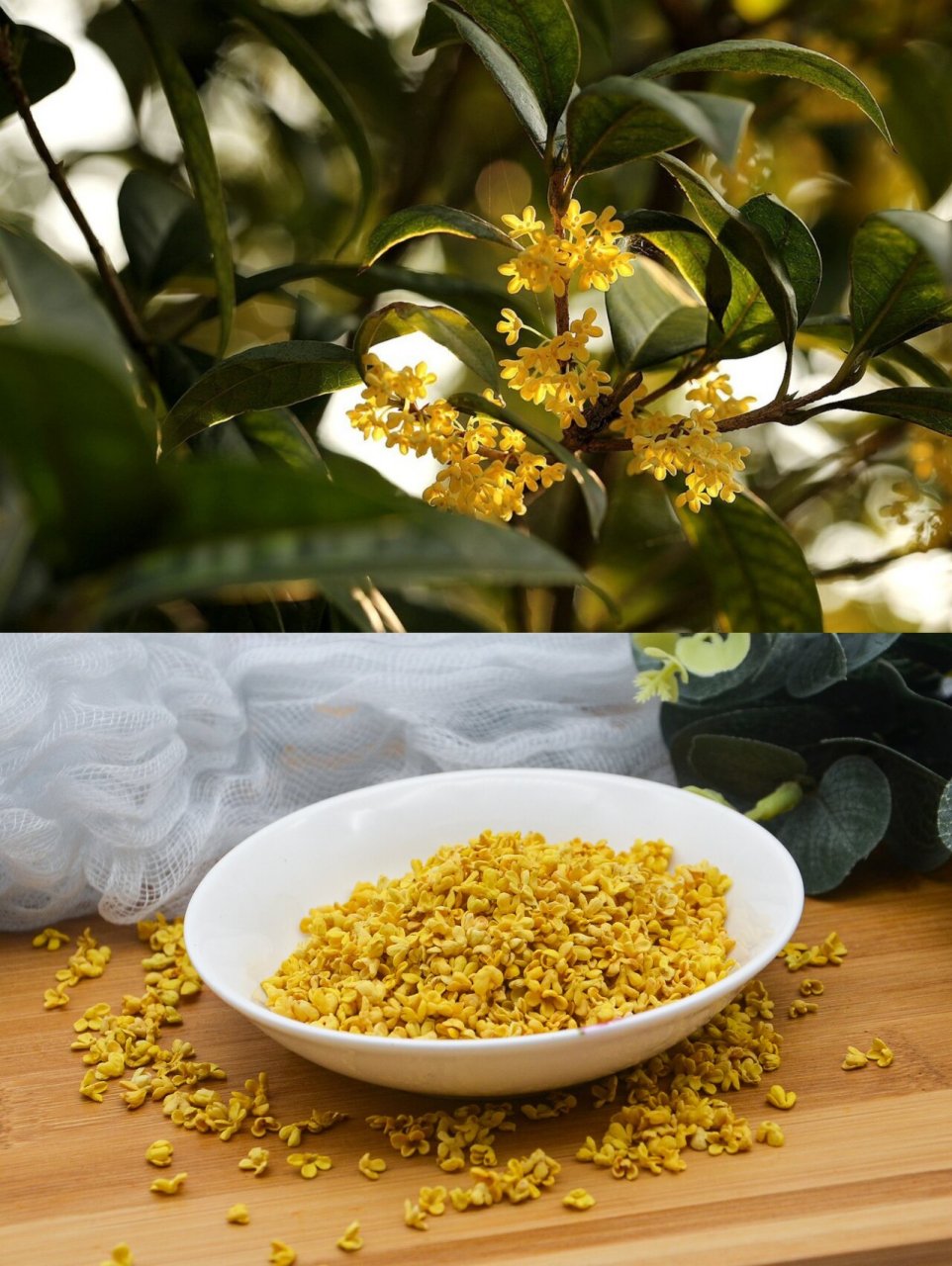 桂花是桂林的市花 桂林因桂树成林而得名,桂花历史文化相当浓郁.