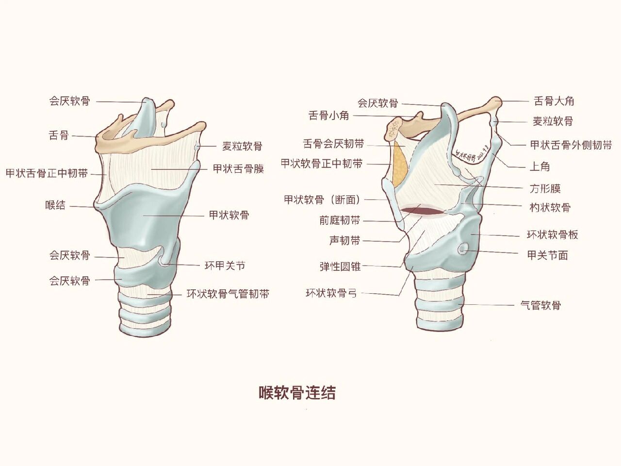 会厌解剖图图片