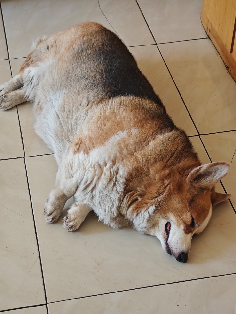 生活手记#胖不胖吧!柯基超话#柯基##柯基