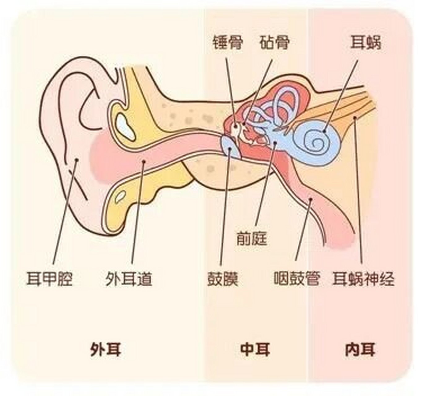 耳朵外部结构图图片