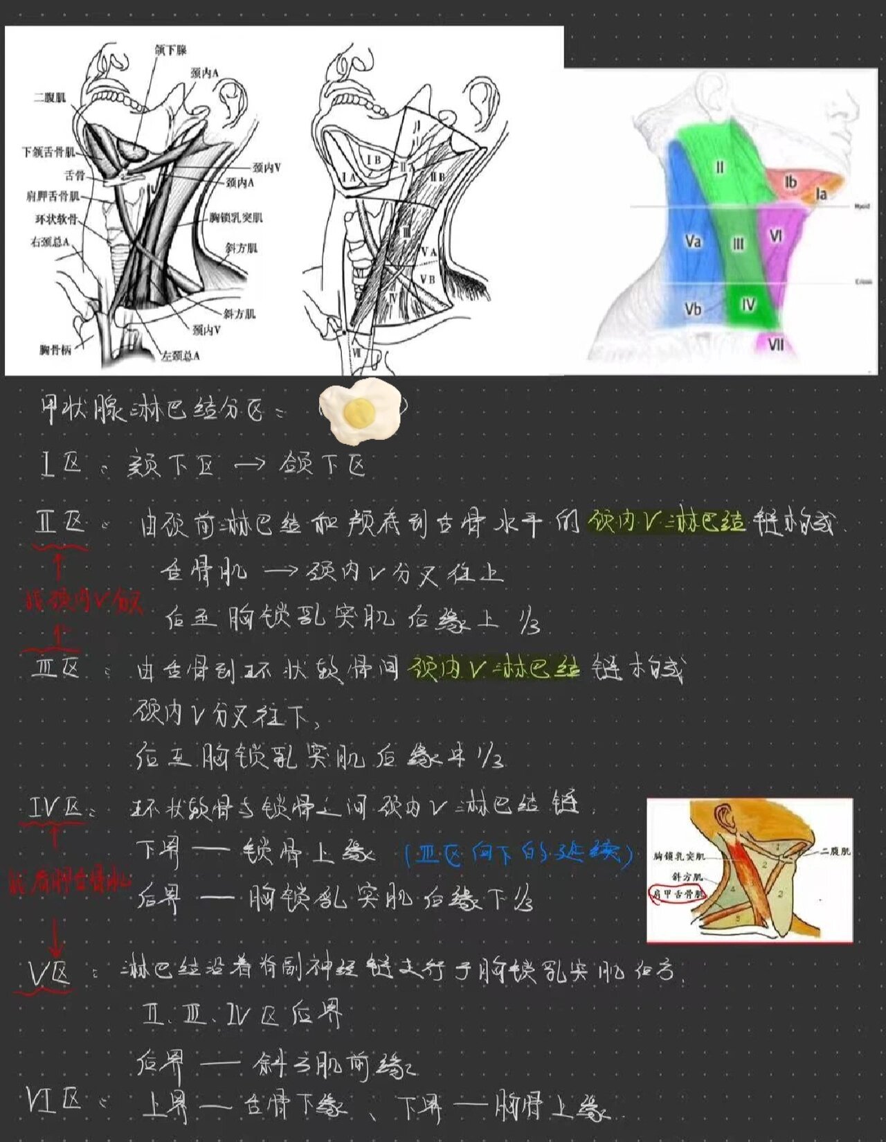 超声切面培训甲状腺超声(颈部淋巴结分区)