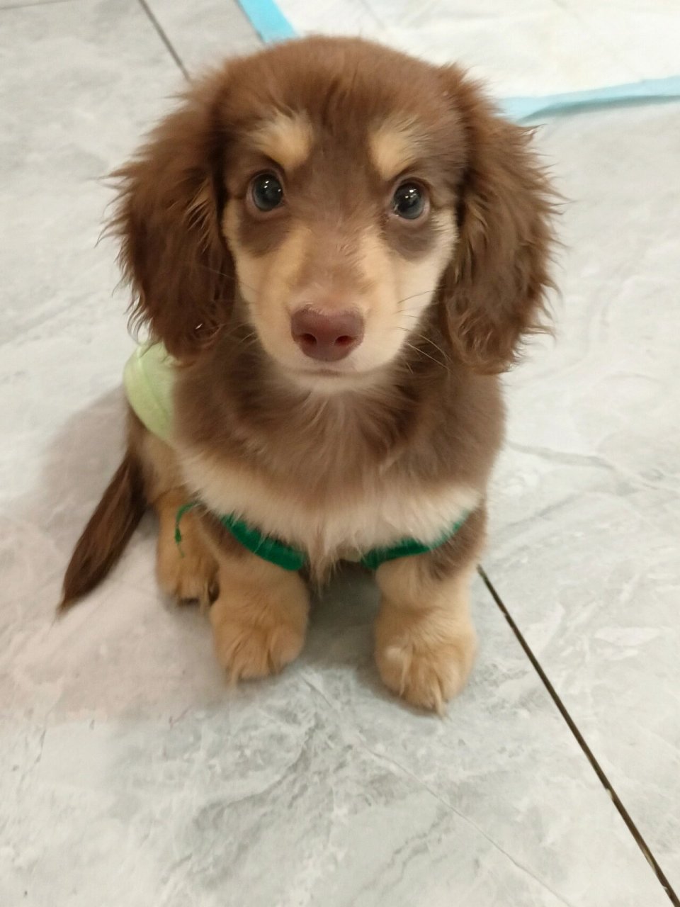 【买家秀】超高颜值的巧克力奶油弟弟 这不就是妥妥的迪士尼小狗98