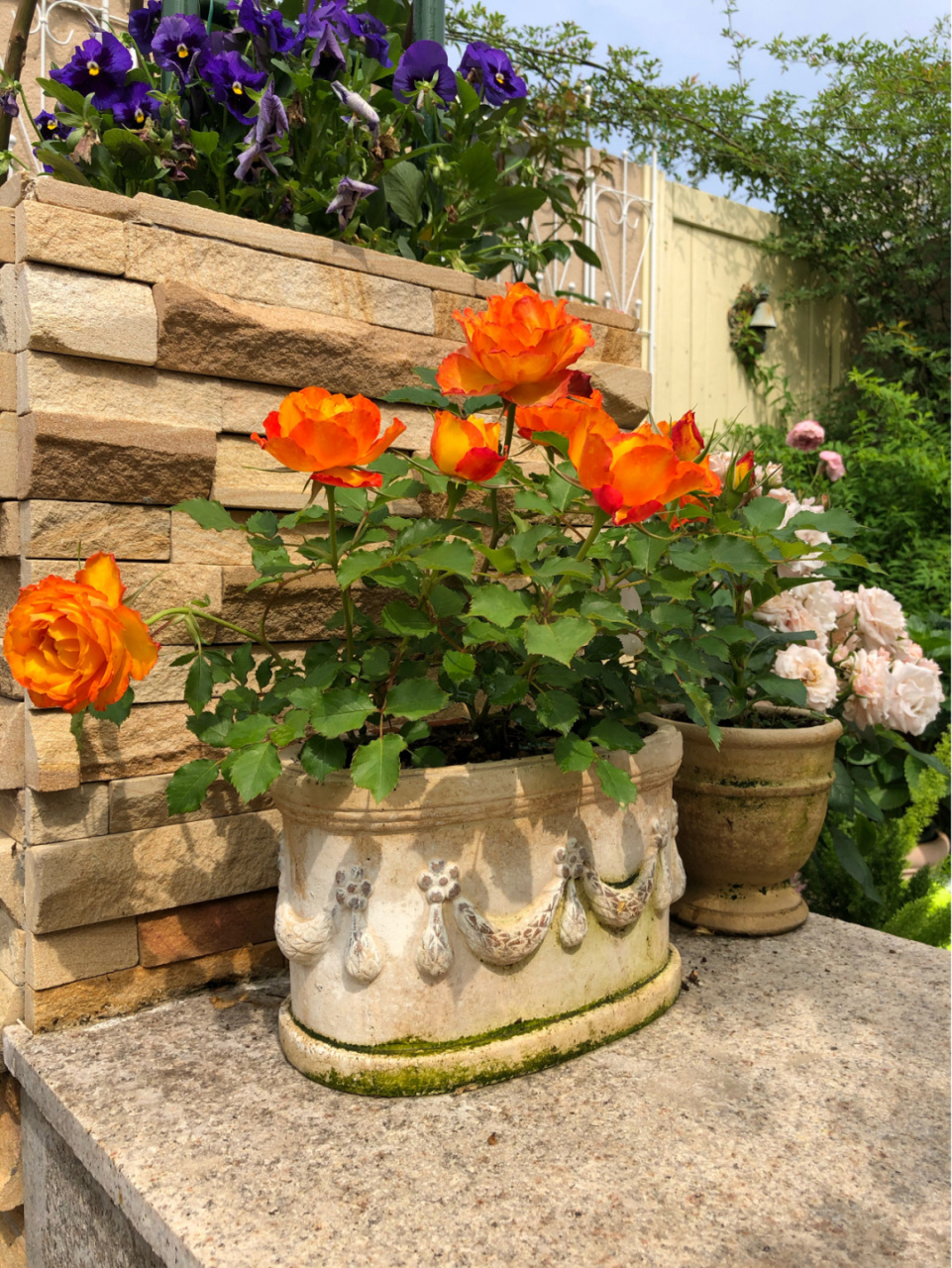 这是两款"侏儒"型月季,长期矮戳开大花 养了一年仍然是株高不超过25