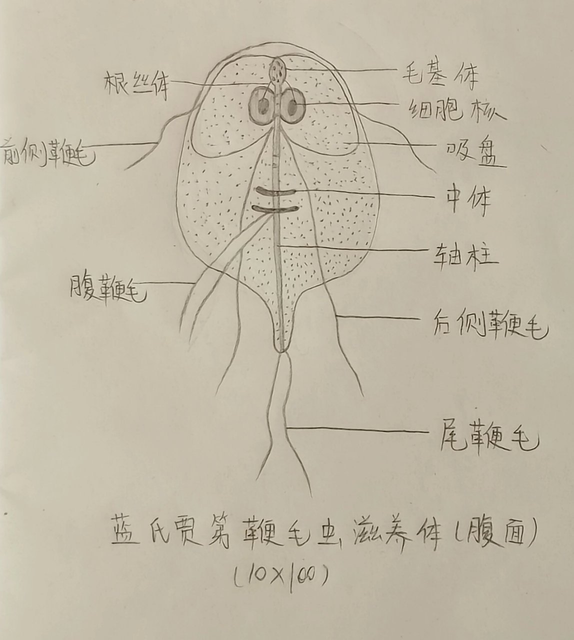 寄生虫手绘图(2)7190 布氏姜片吸虫虫卵 班氏微丝蚴 马来微丝蚴