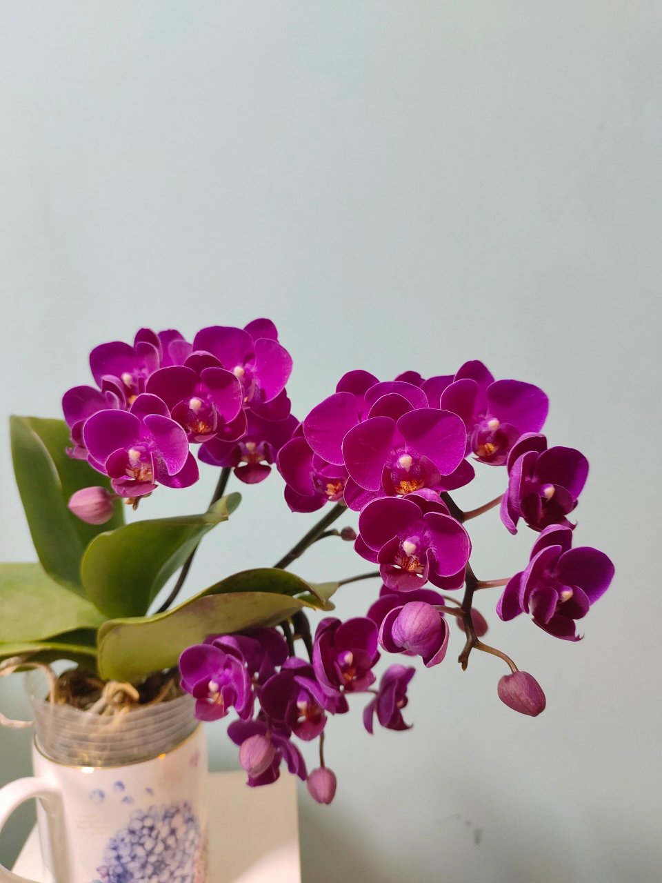 蝴蝶兰小草莓 开爆了