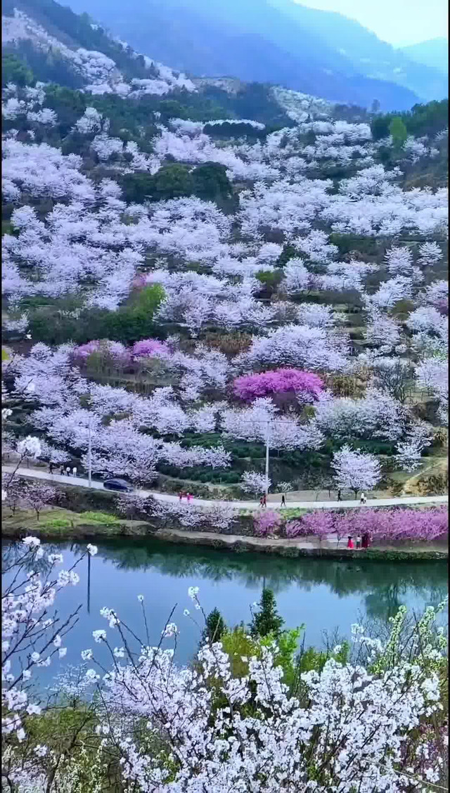 嵊州樱花谷图片