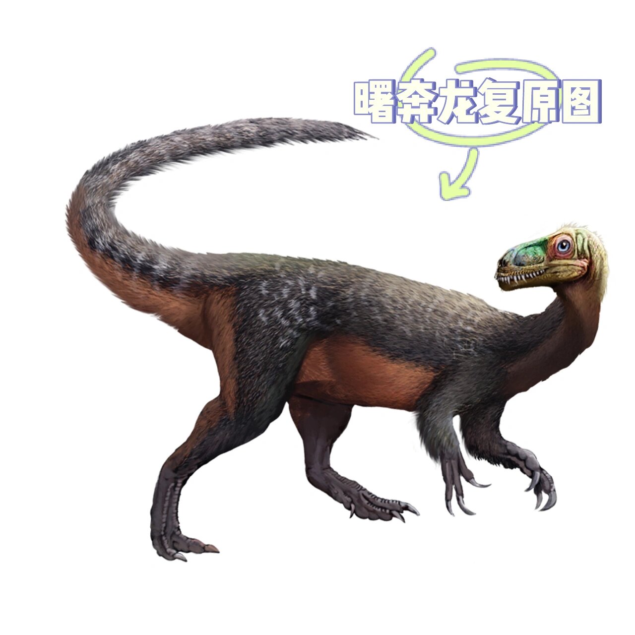 第51566天 曙奔龙——人类已知最早的恐龙 04 7715曙奔龙