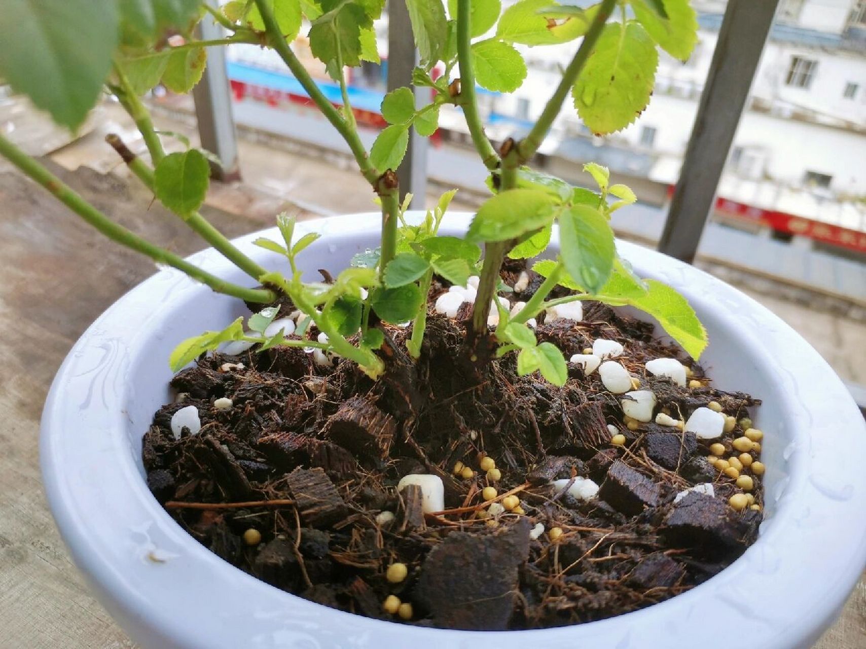 分享给自己的种花心得 我觉得养花真的没有那么难 我们需要的就像我的