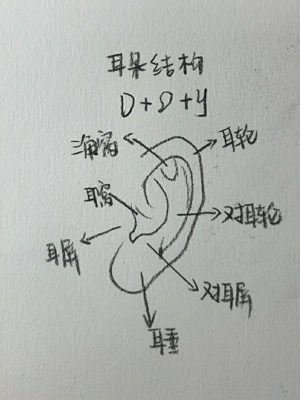 耳朵结构图简笔画图片