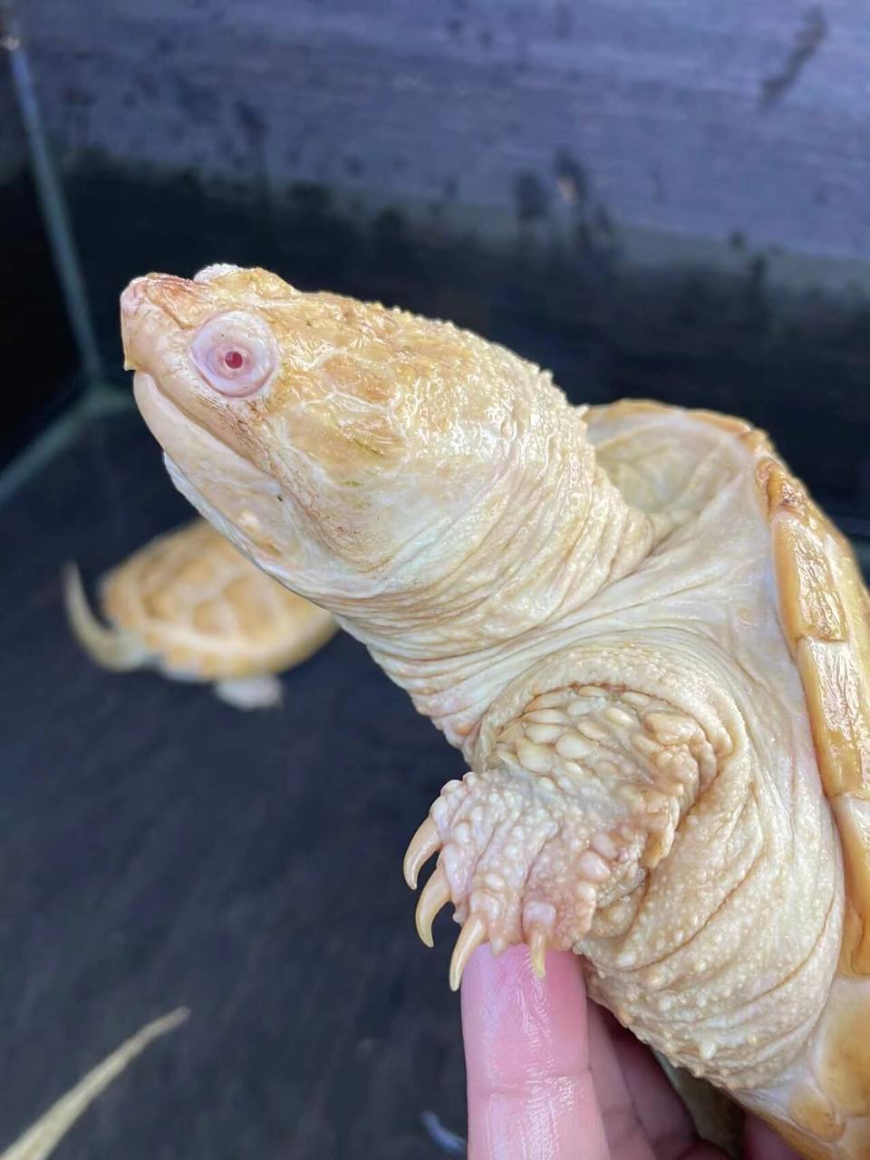 白化鳄龟来咯 完美组合一个公龟三个母龟