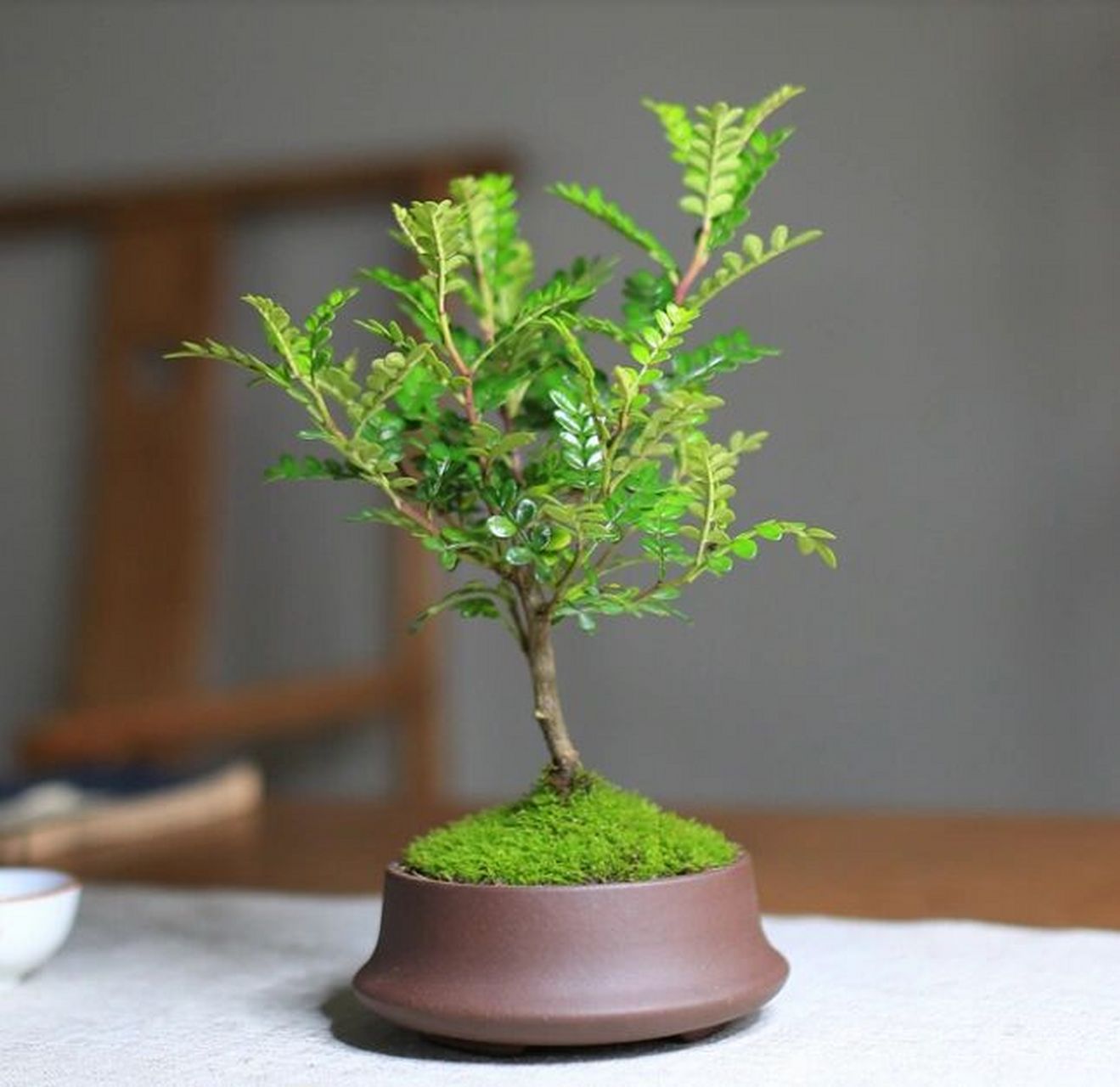 每日盆栽——清香木 【清香木】 胡椒木,全株具有特殊香气,掐枝叶闻