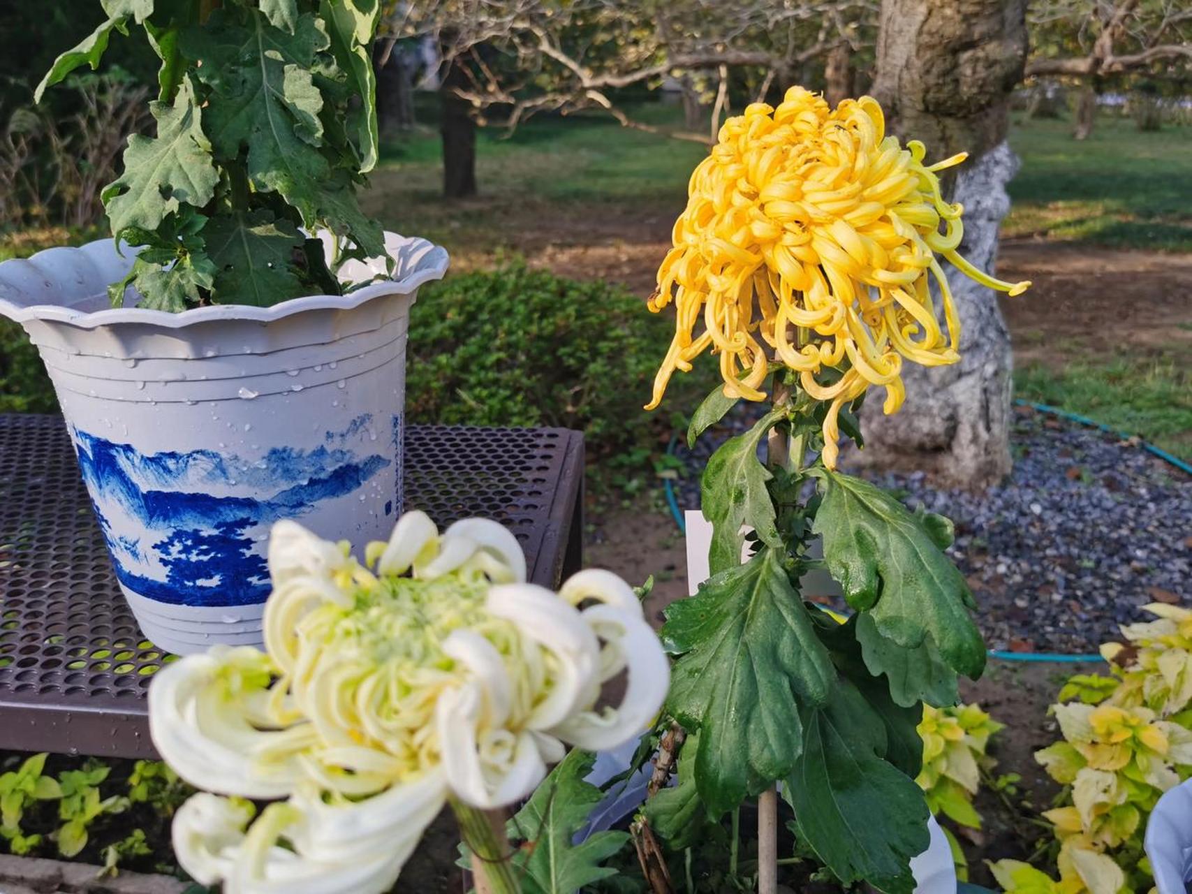 曾经的万国公墓,位于俾斯麦山(青岛山)南面的坡地上(现京山路,26中路