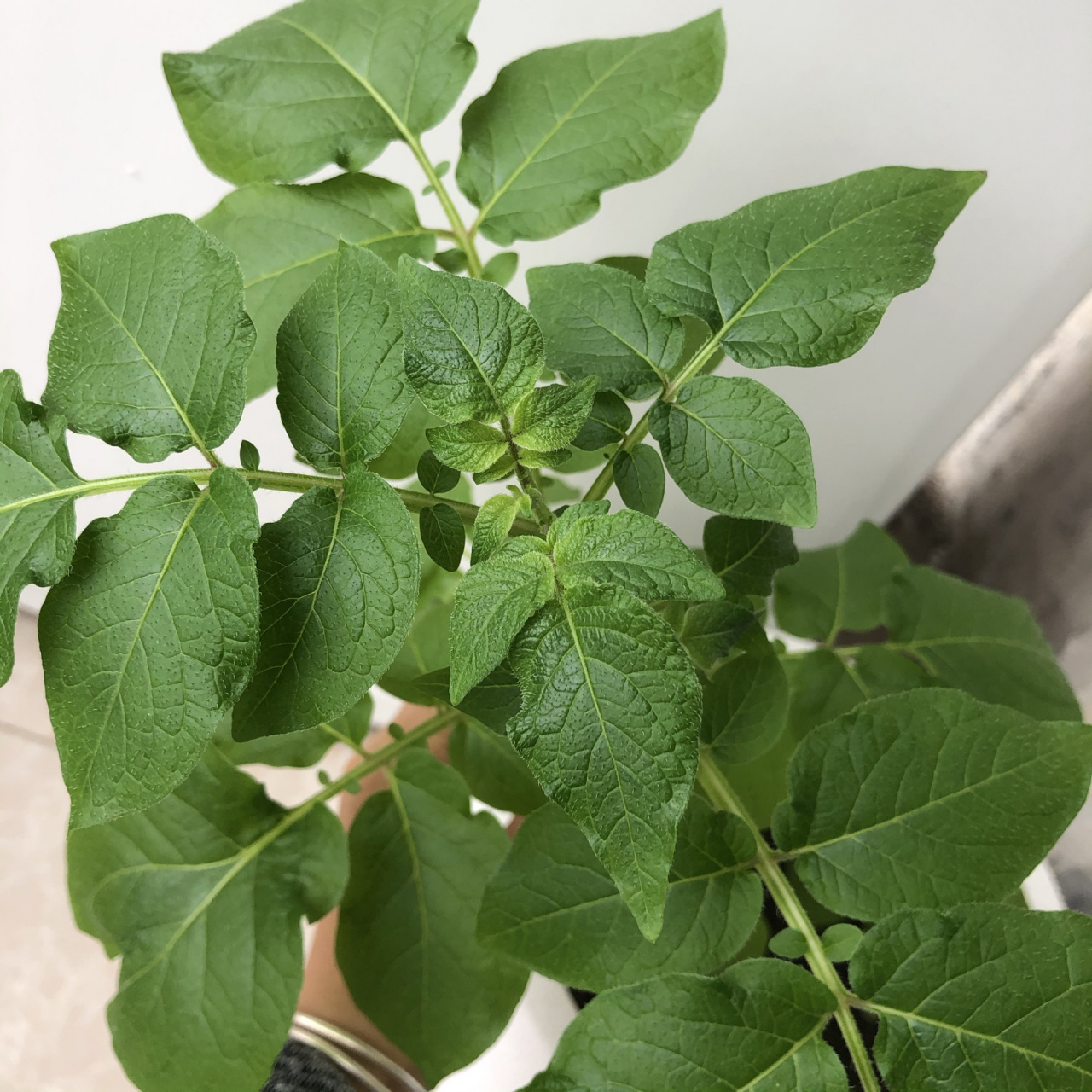 土豆叶子黄了 6015土豆叶子有点黄了,同一盆的另外一株,长的可好