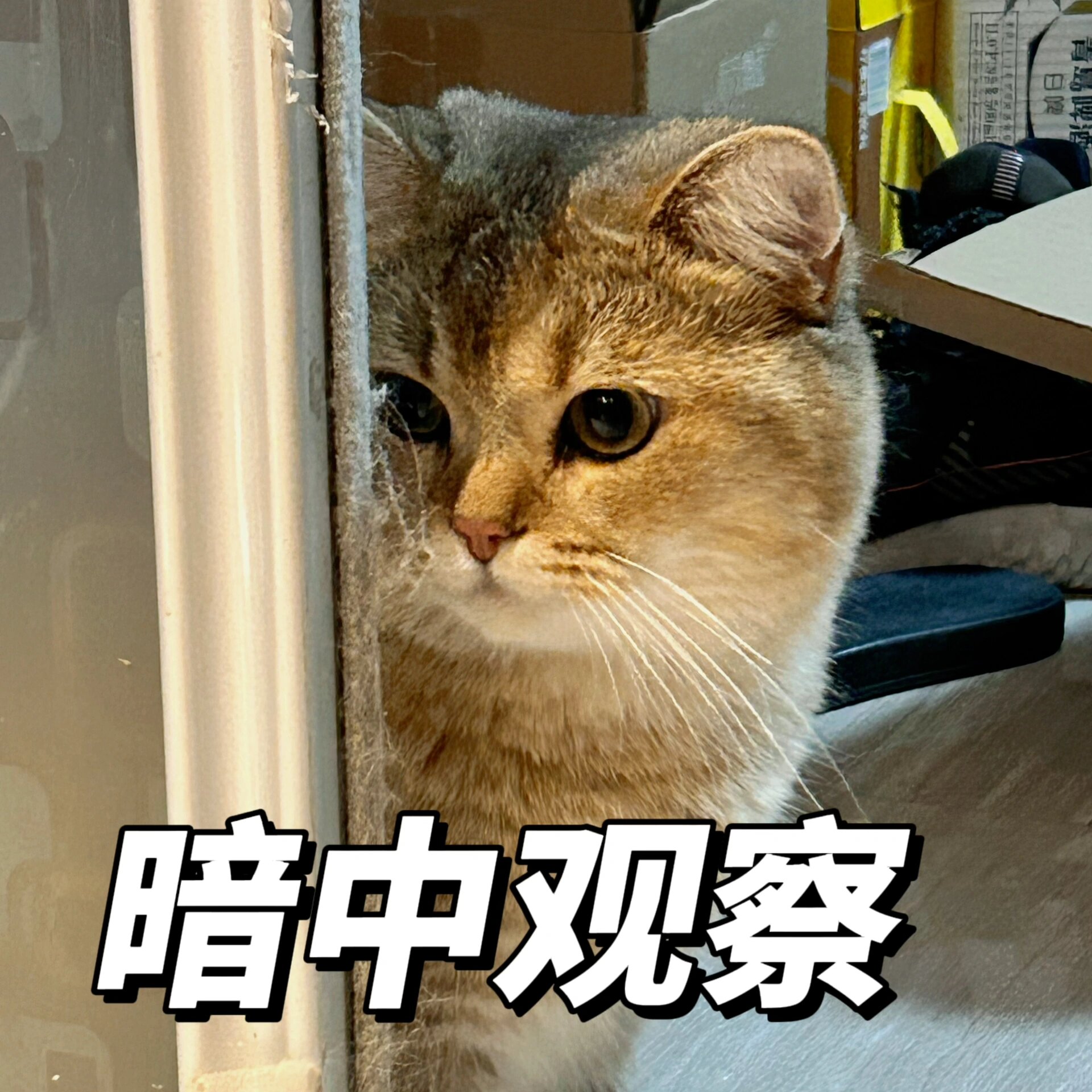 暗中观察表情包 小猫咪暗中观察表情包