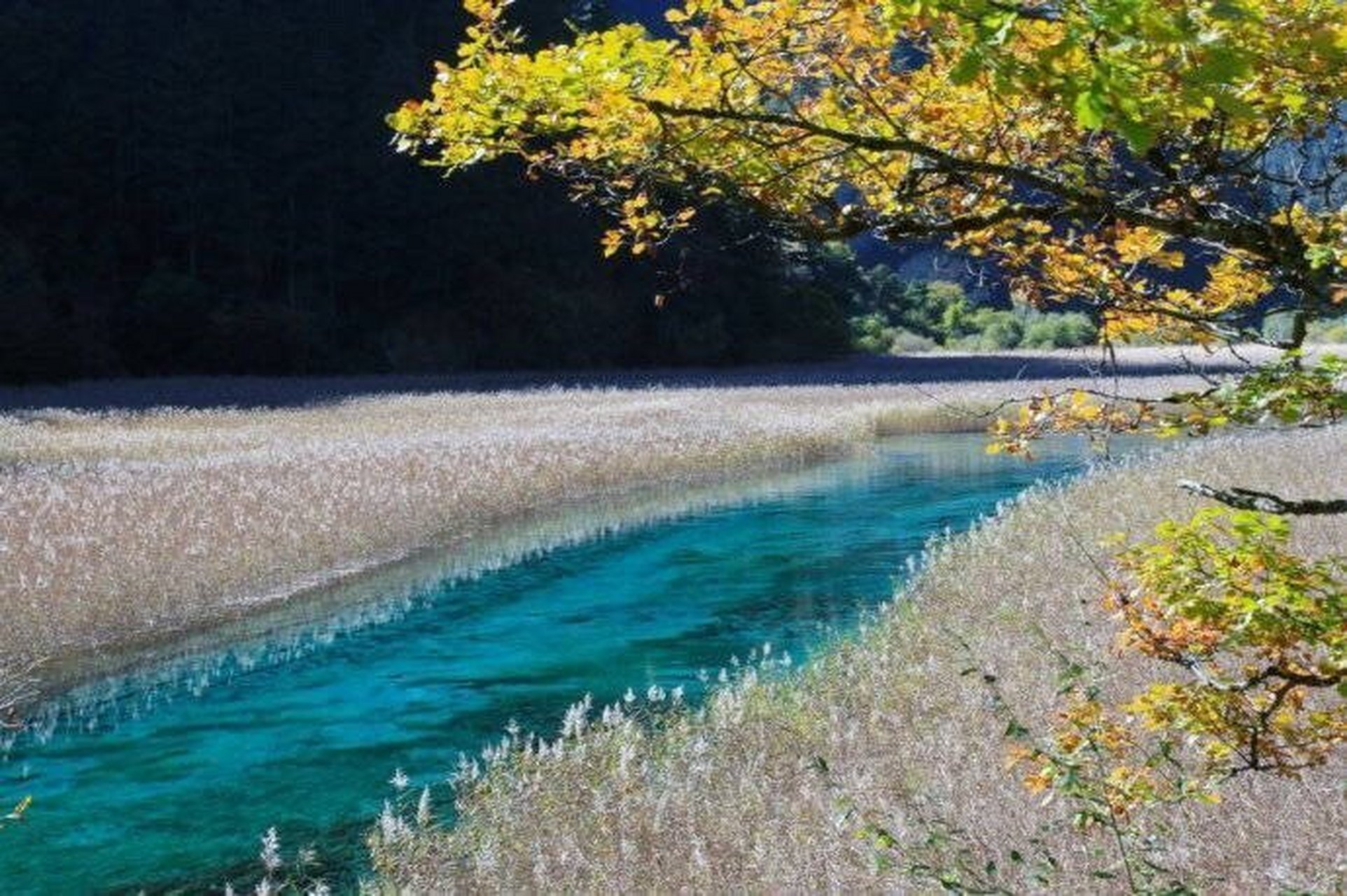 芦苇湖九寨沟图片