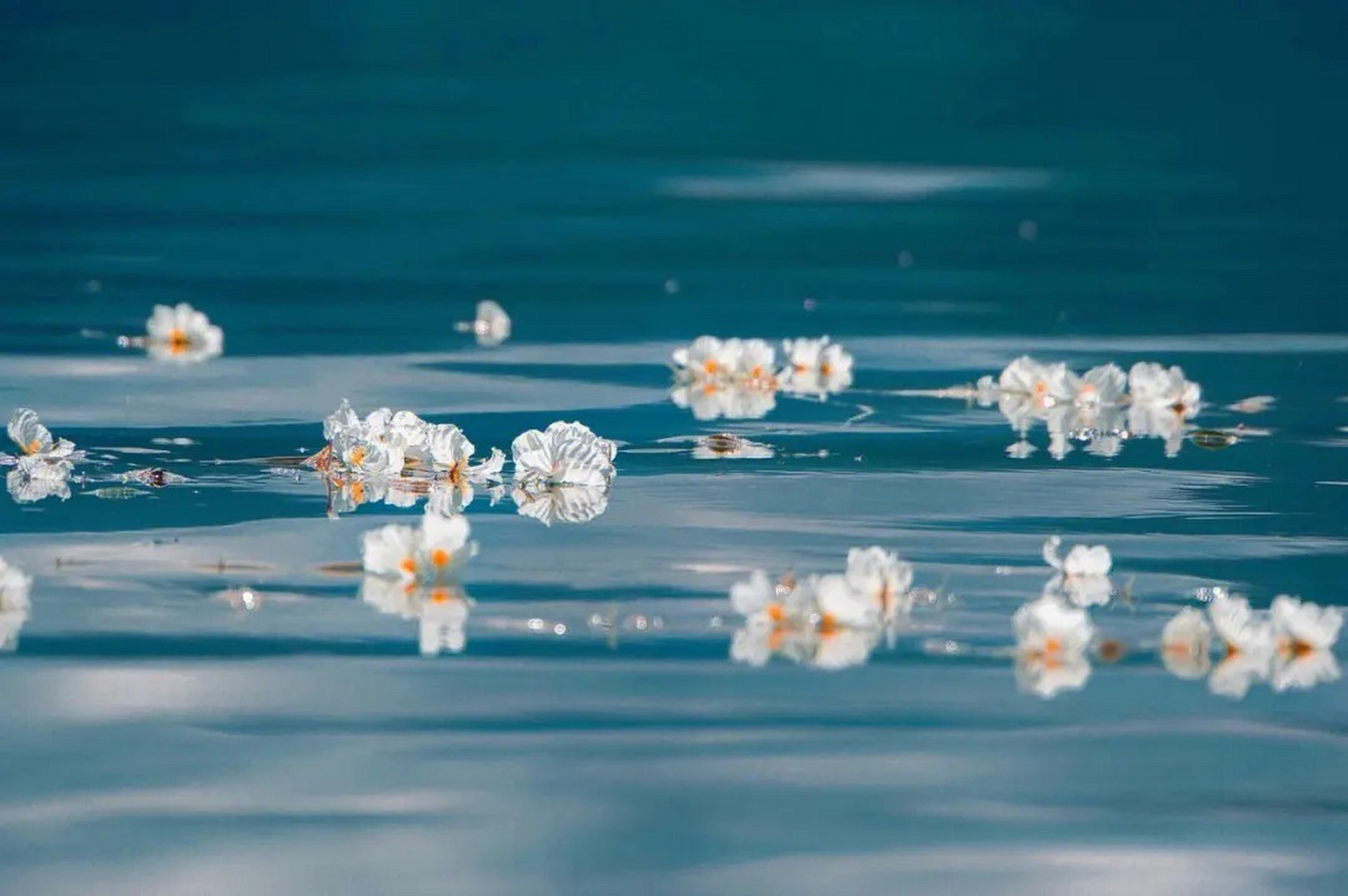 波叶海菜花(被戏作水性扬花) 波叶海菜花是水鳖科,海菜花属沉水草本