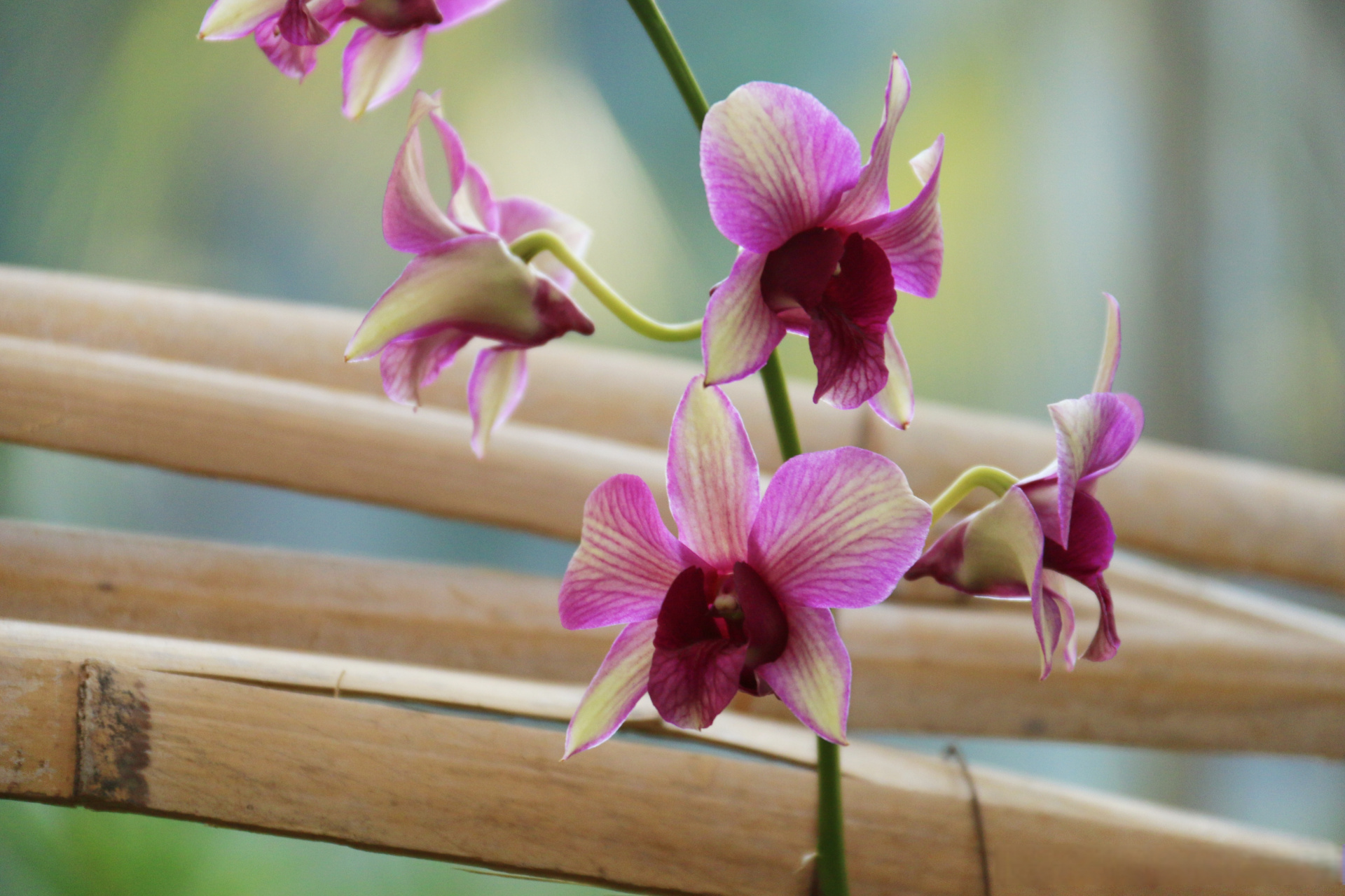 《兰花》【明】薛网  我爱幽兰异众芳,不将颜色媚春阳.