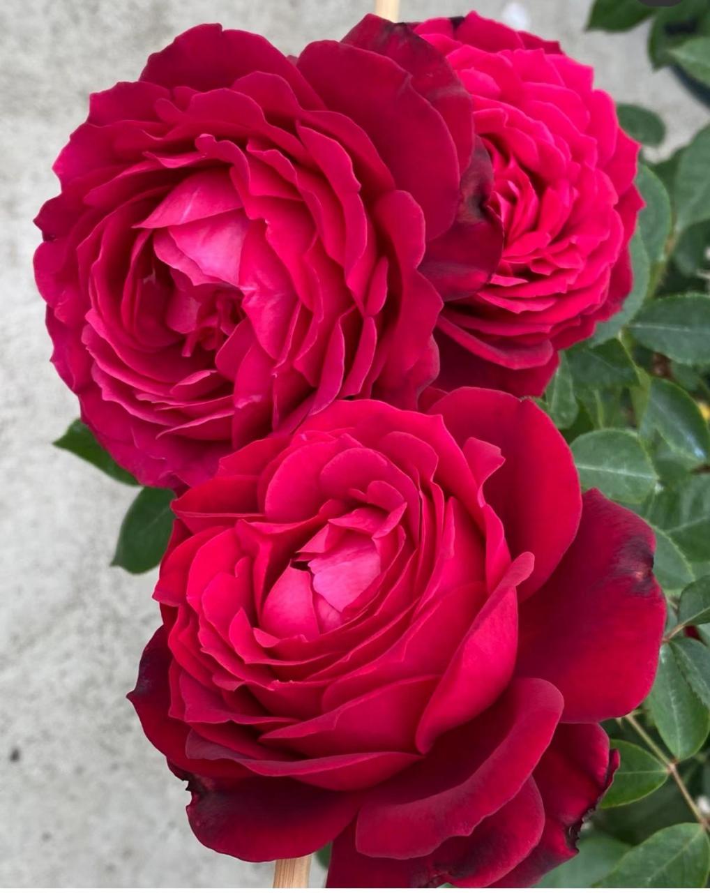 詹尼斯月季 红色大花 花径11-14厘米 淡香味 多季重复开花 抗病性强