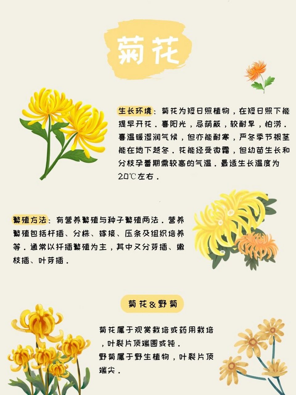 菊花的相关资料图片