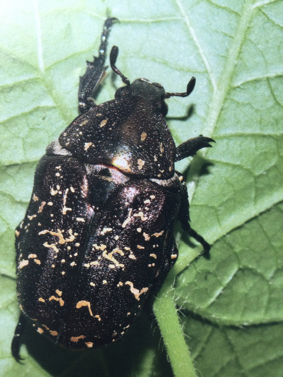 常见花金龟科普(1)-白星花金龟 准备做一个花金龟科普的系列,第一篇为
