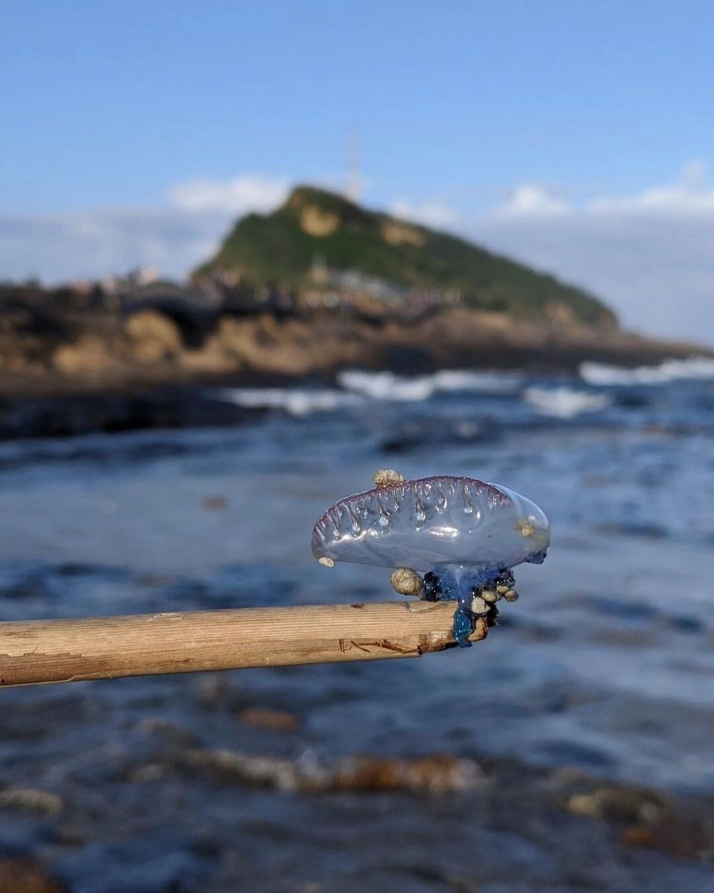 捡到宝贝了(蓝瓶僧帽水母) 是僧帽水母哦,排名前几的剧毒品种.