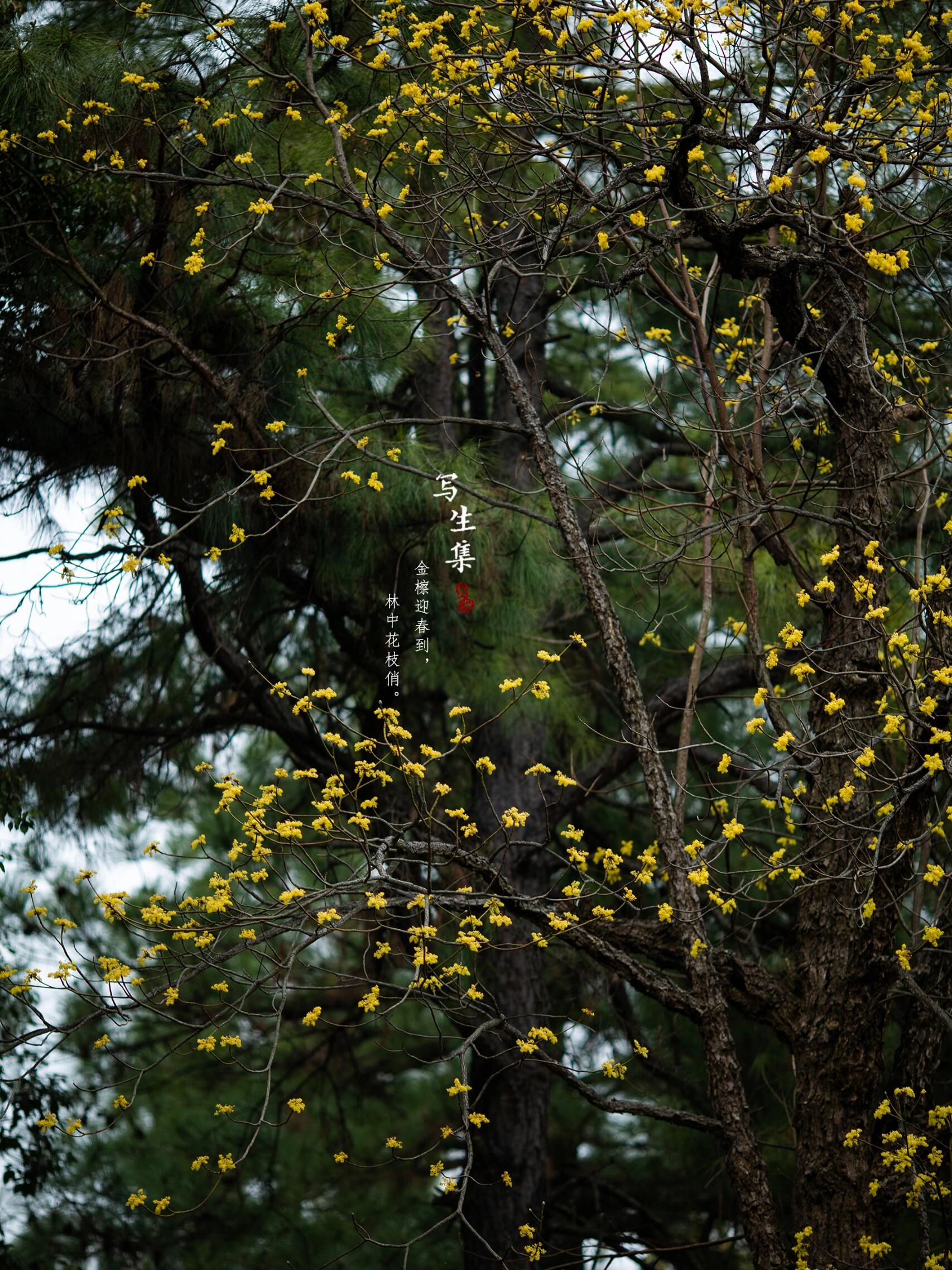 檫木花|sassafras tzumu