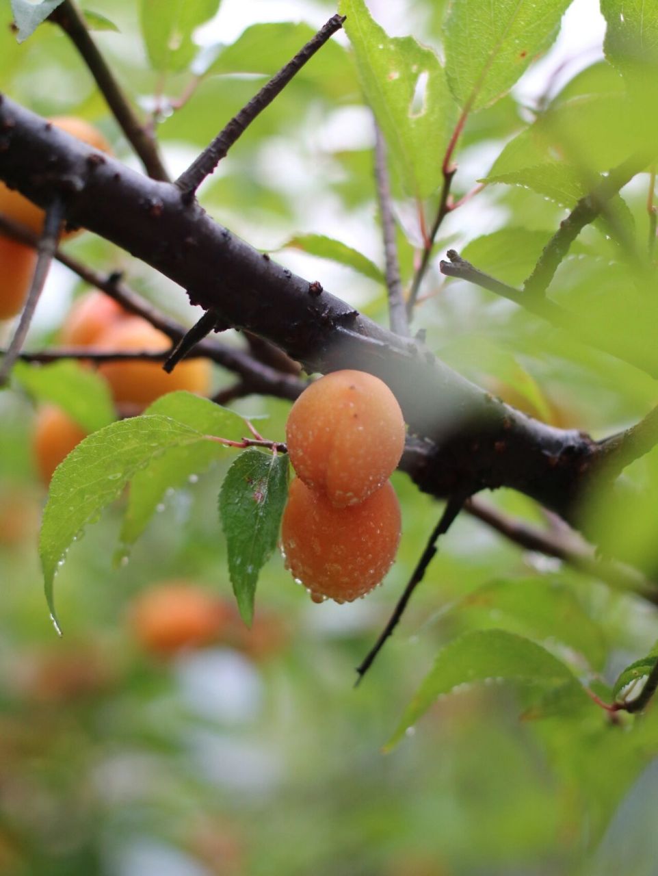 江南的梅雨季总是如期而至,空气也开始变得潮湿闷热起来了,让人莫名