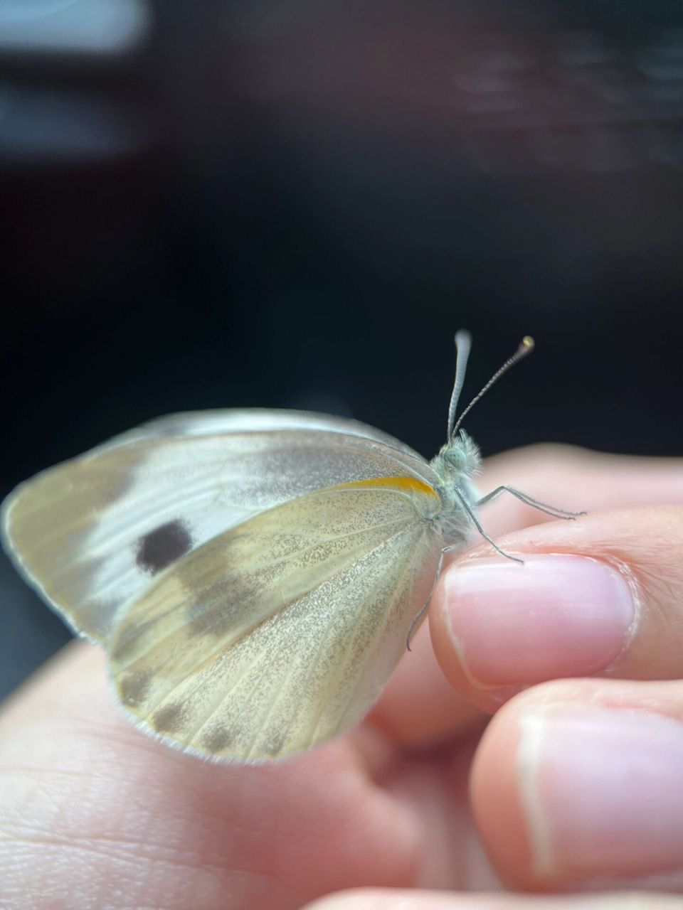 菜粉蝶雌雄图片