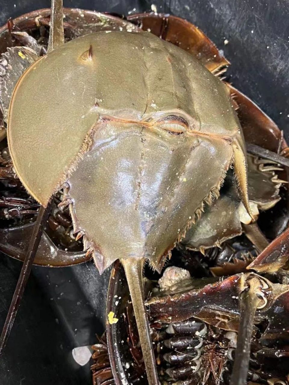 鲎 为鲎科动物的通称,又名"马蹄蟹","蟹兜","夫妻鱼",属于剑尾目的